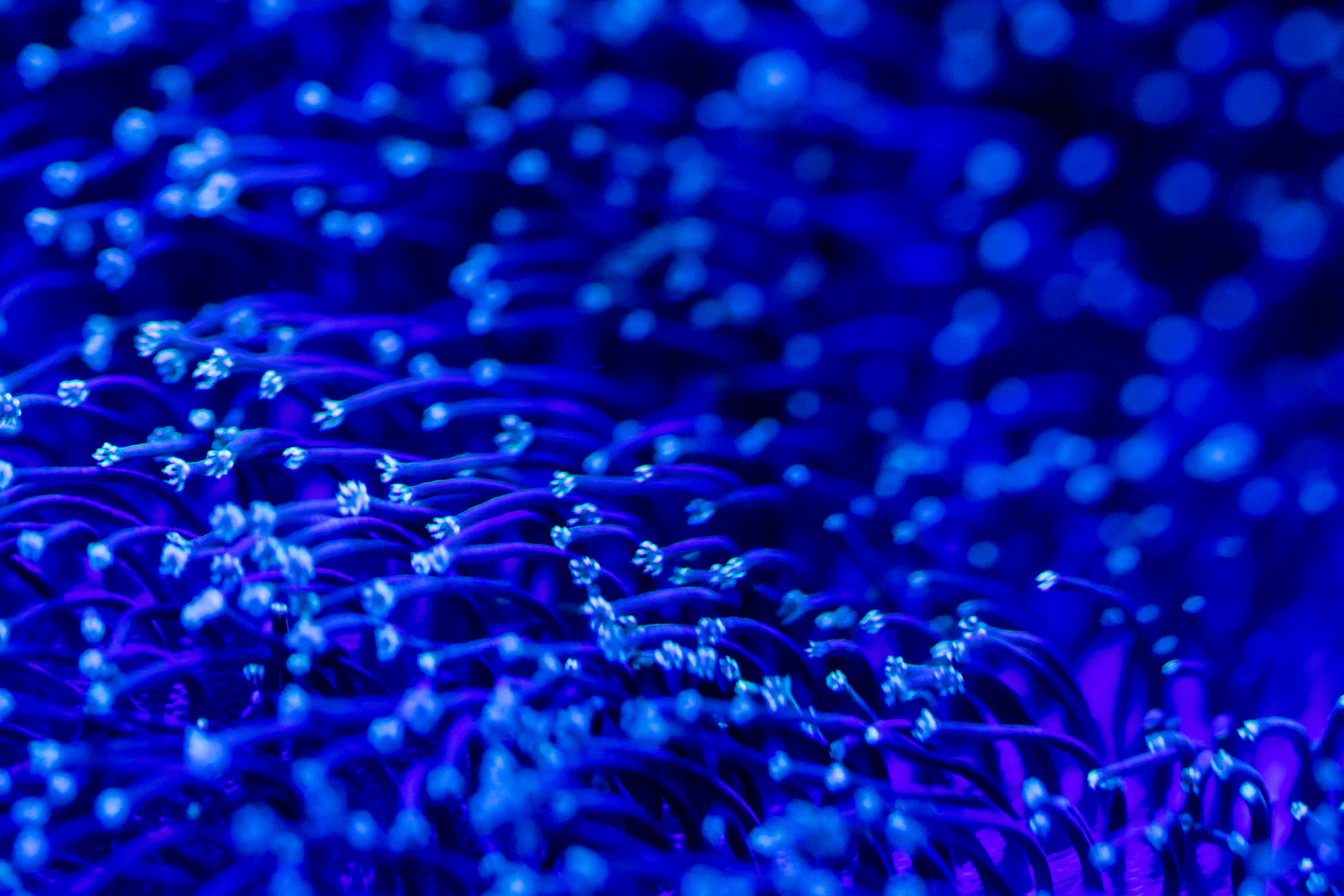Canon EOS 7D Mark II sample photo. Blue anemone photography