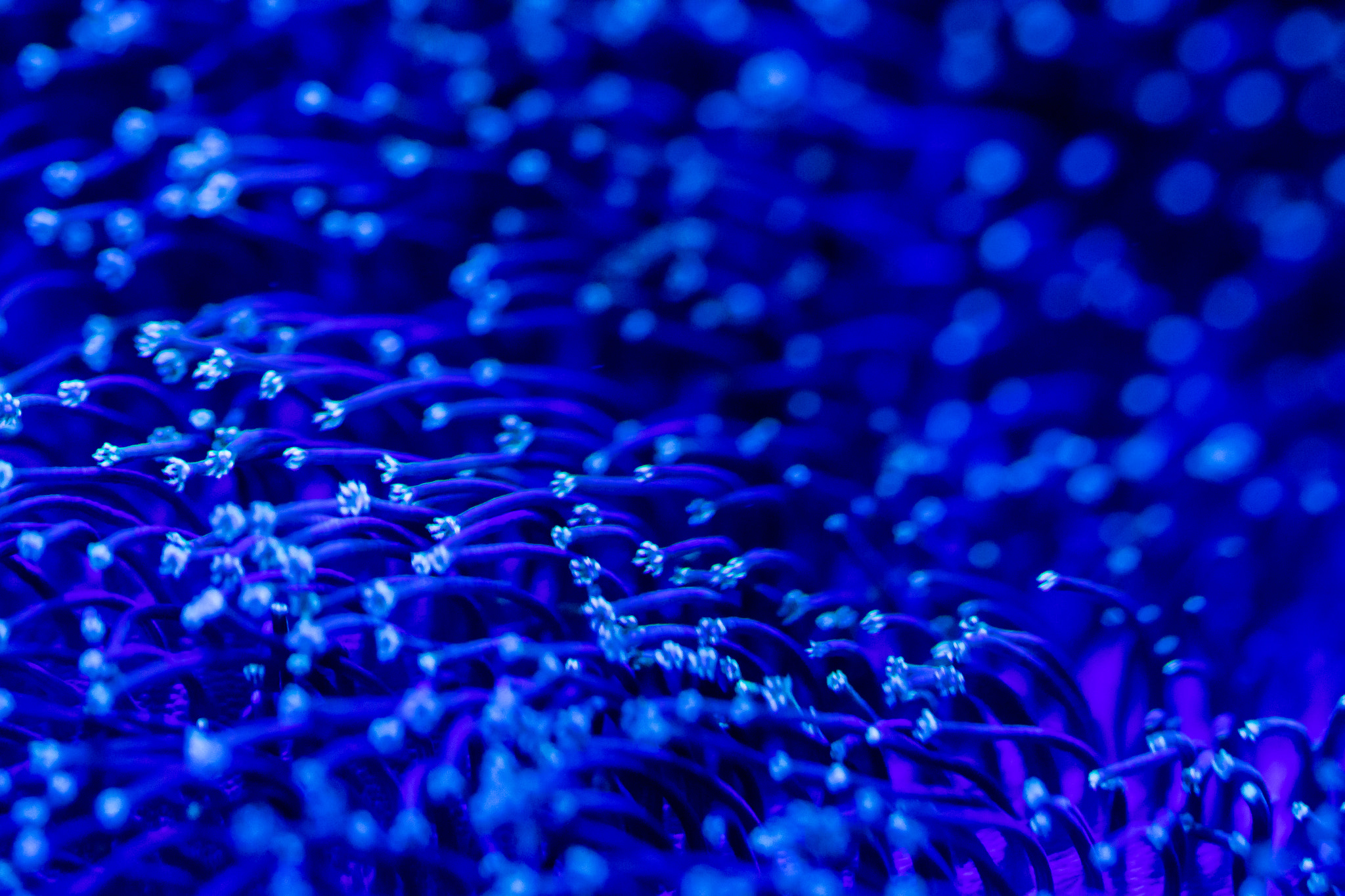 Sigma 105mm F2.8 EX DG OS HSM sample photo. Blue anemone photography