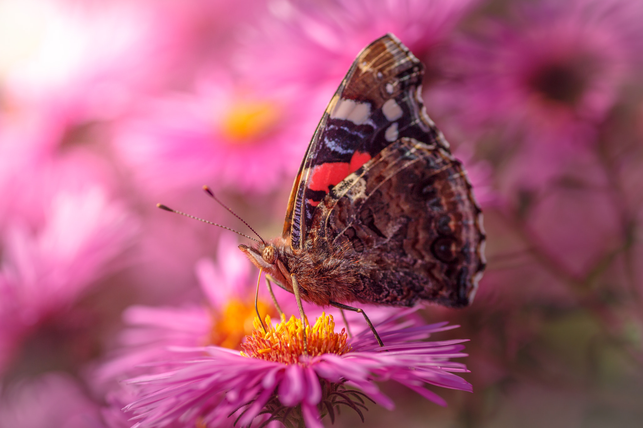Tamron SP AF 90mm F2.8 Di Macro sample photo. Distelfalter auf herbstaster  photography