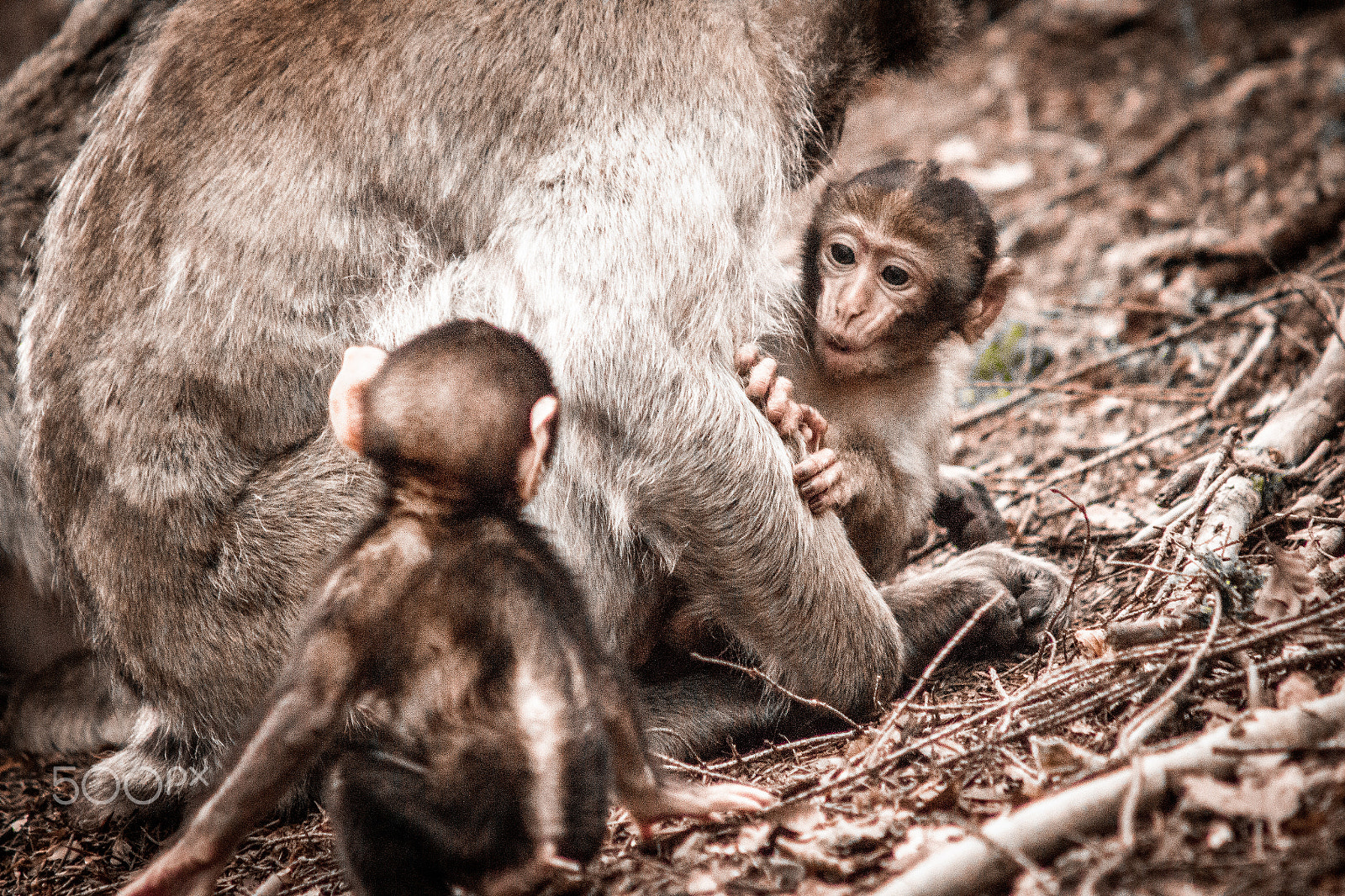 Canon EF 90-300mm F4.5-5.6 sample photo. Tierische geschwister photography