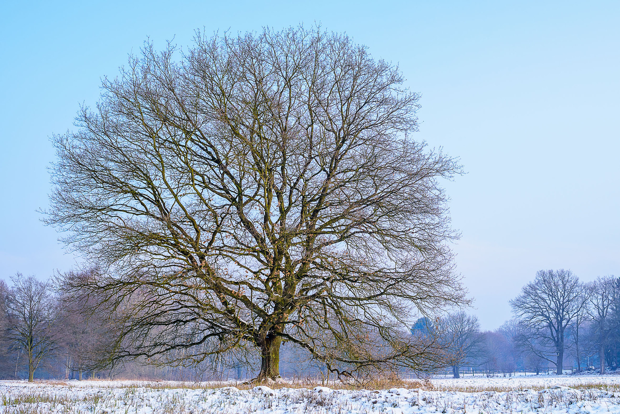 Nikon D750 + AF Nikkor 35mm f/2 sample photo. Winter oak - morning mood#3 photography
