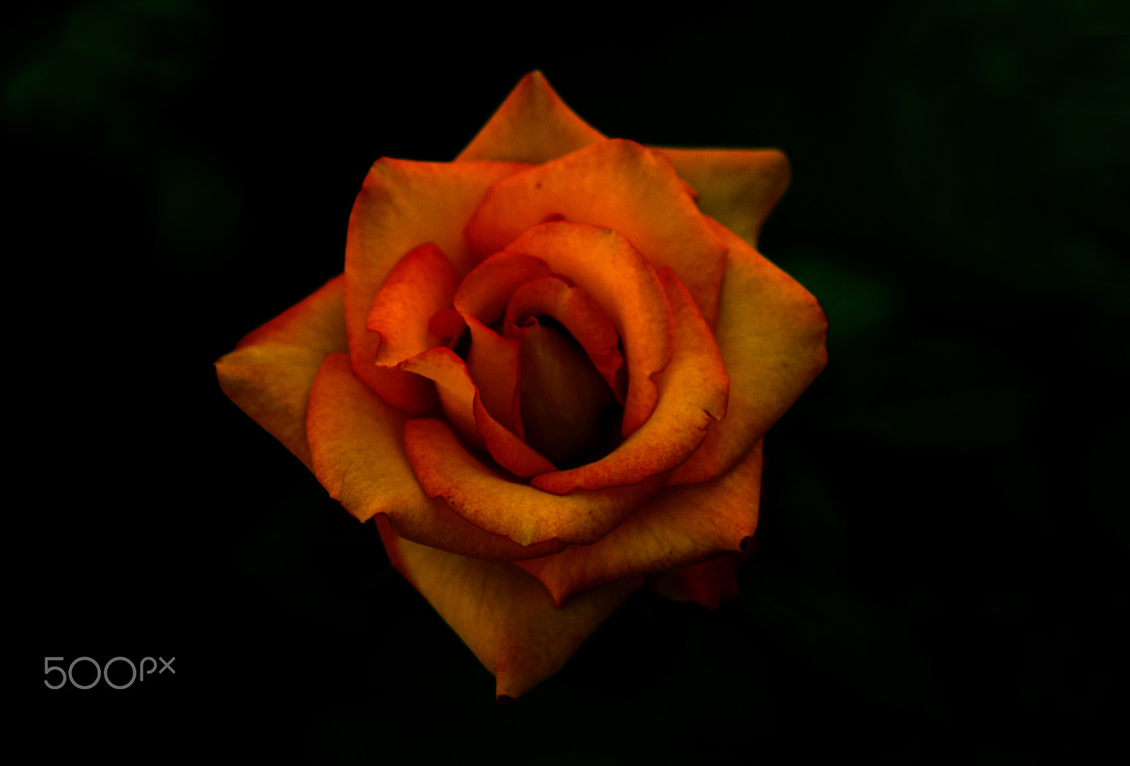 Nikon D90 sample photo. Graceful rose photography