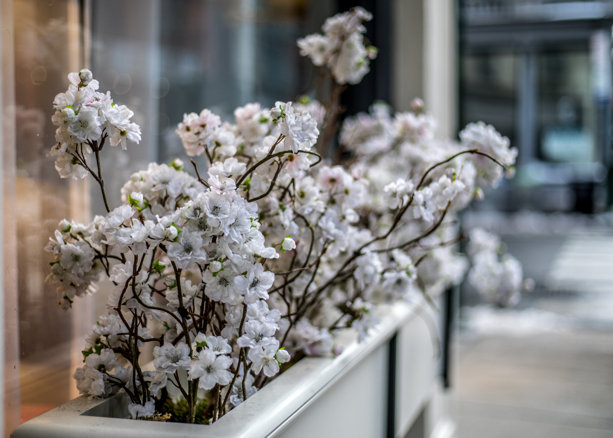Canon EF 50mm F1.8 STM sample photo. Winter blossoms photography