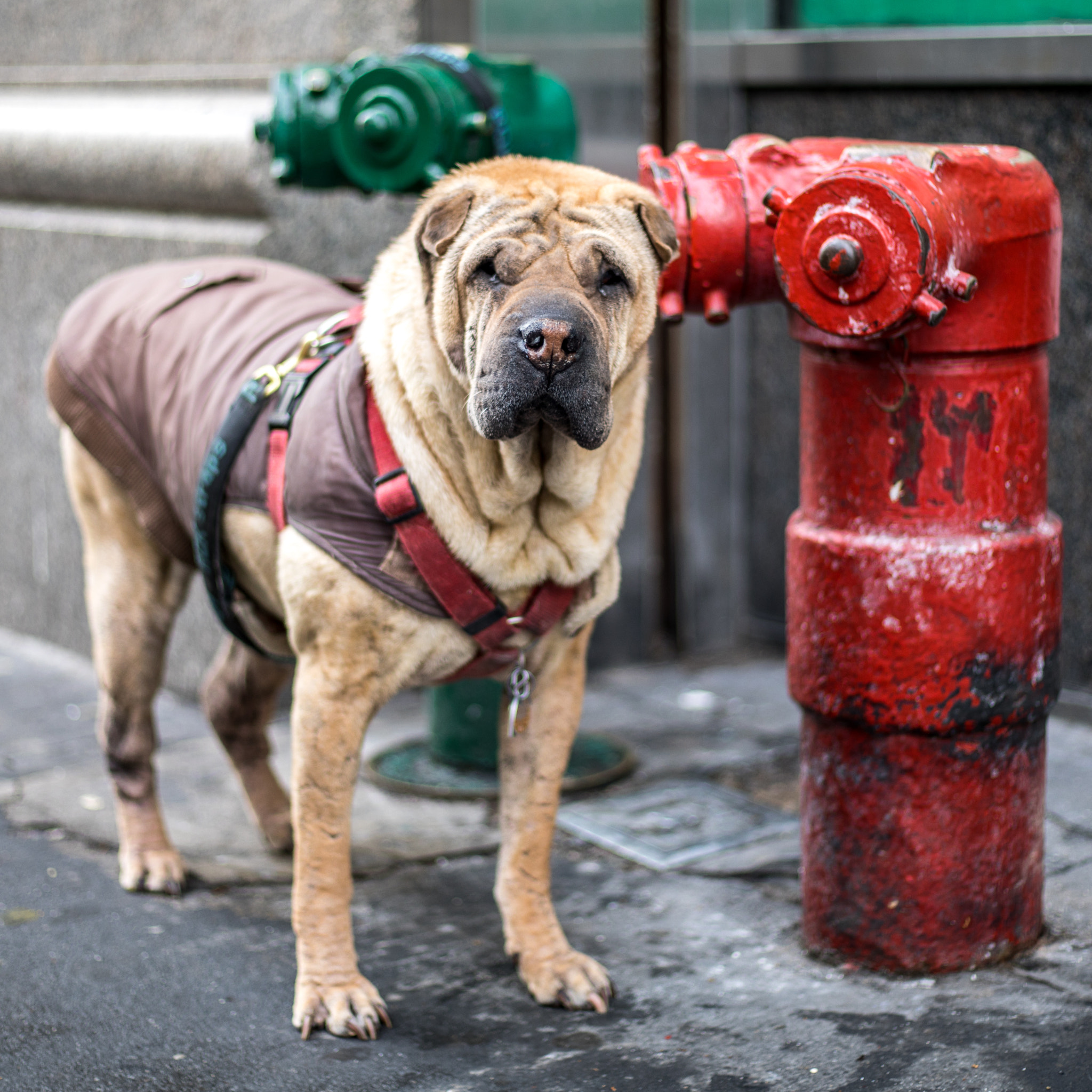 Canon EF 50mm F1.8 STM sample photo. Good boy photography