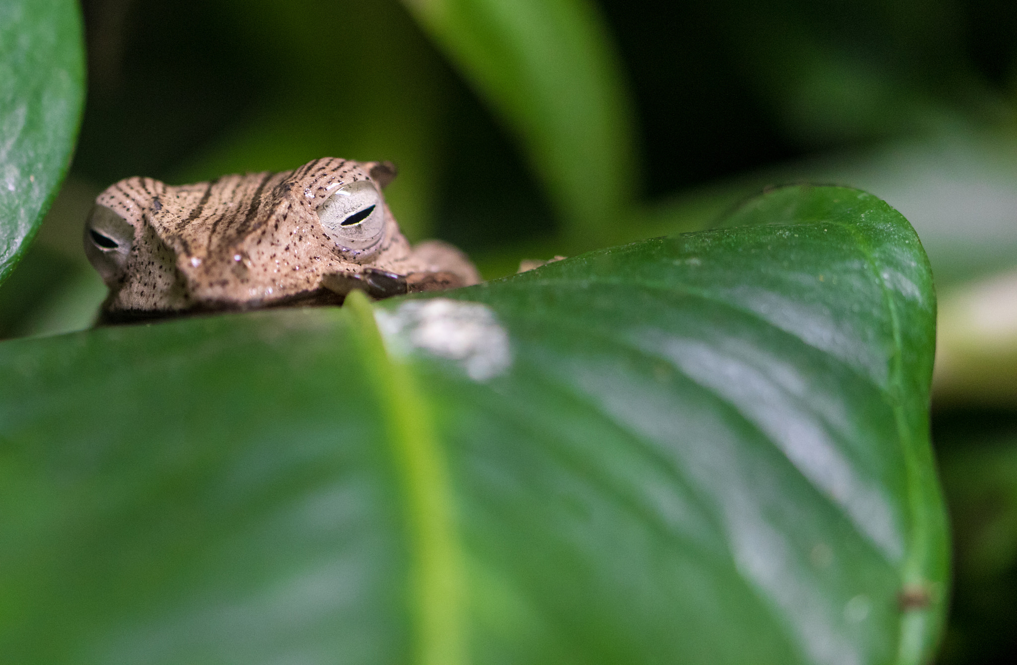 Sigma 105mm F2.8 EX DG OS HSM sample photo. Line of sight photography
