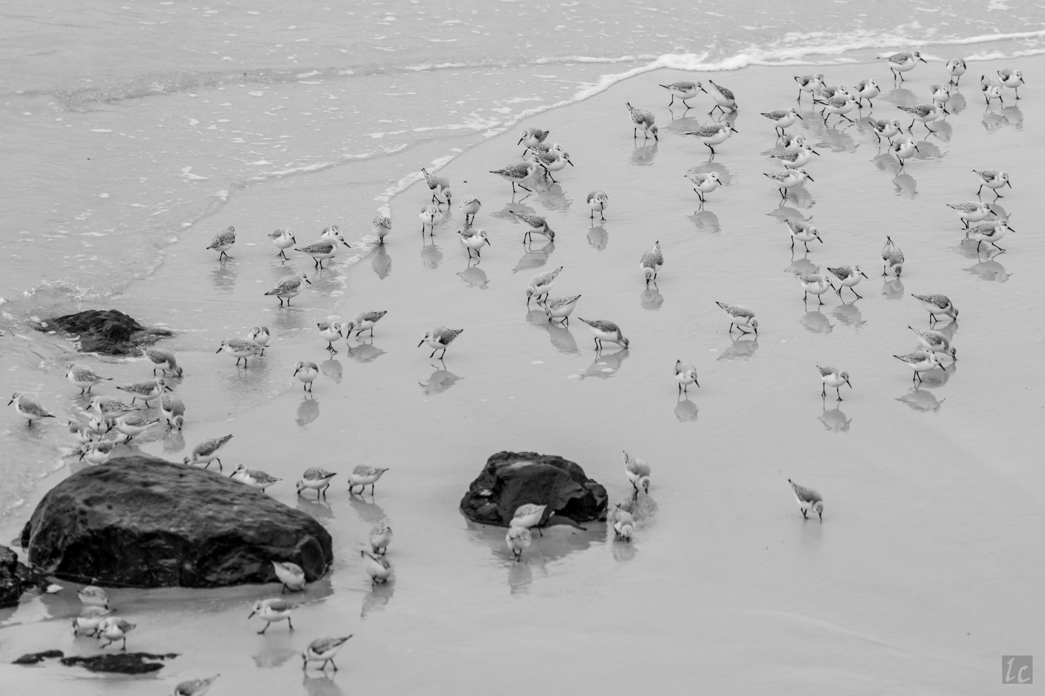 Canon EOS 5DS R sample photo. Birds on carmel beach photography