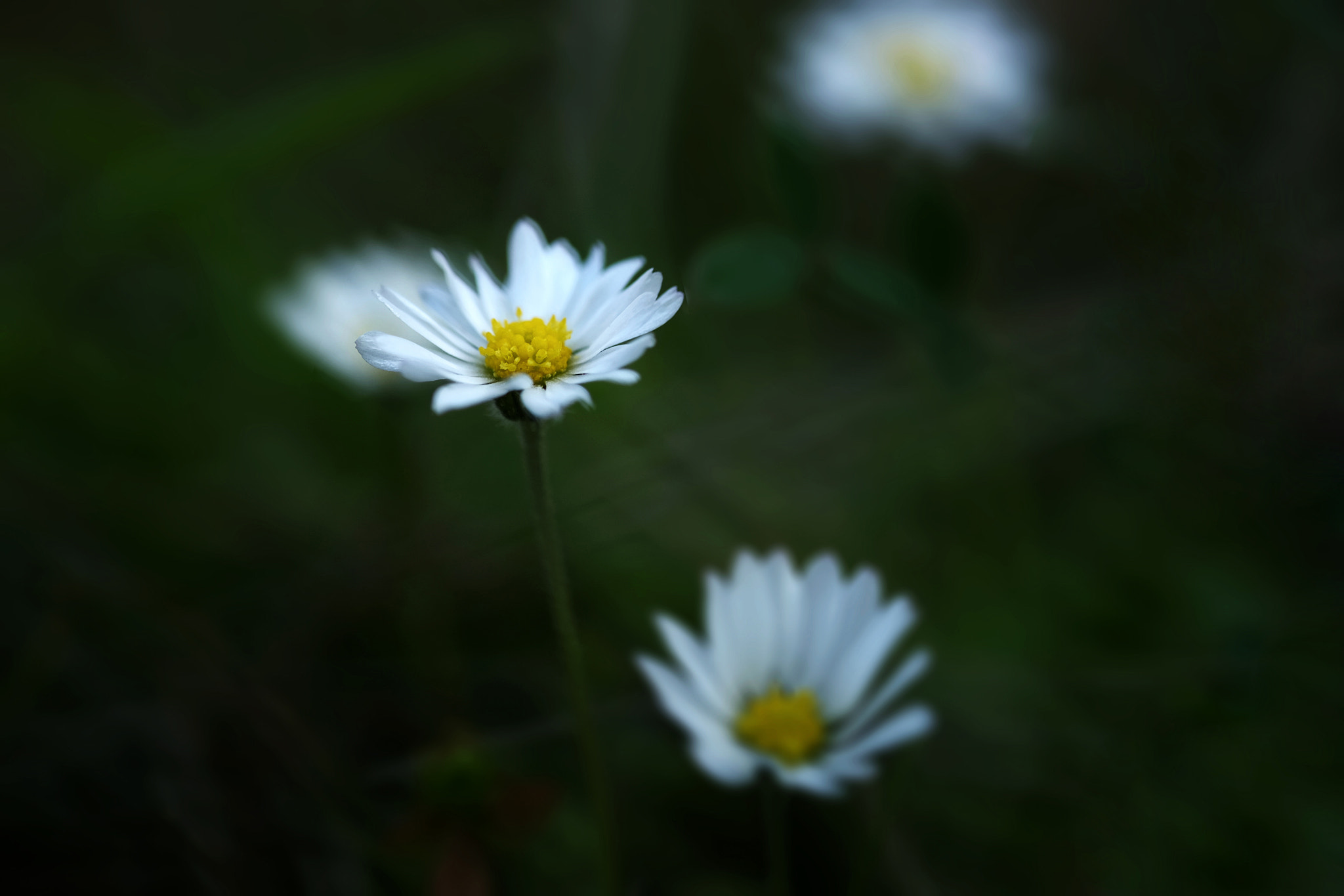 Fujifilm X-T1 + Fujifilm XF 60mm F2.4 R Macro sample photo. *** photography