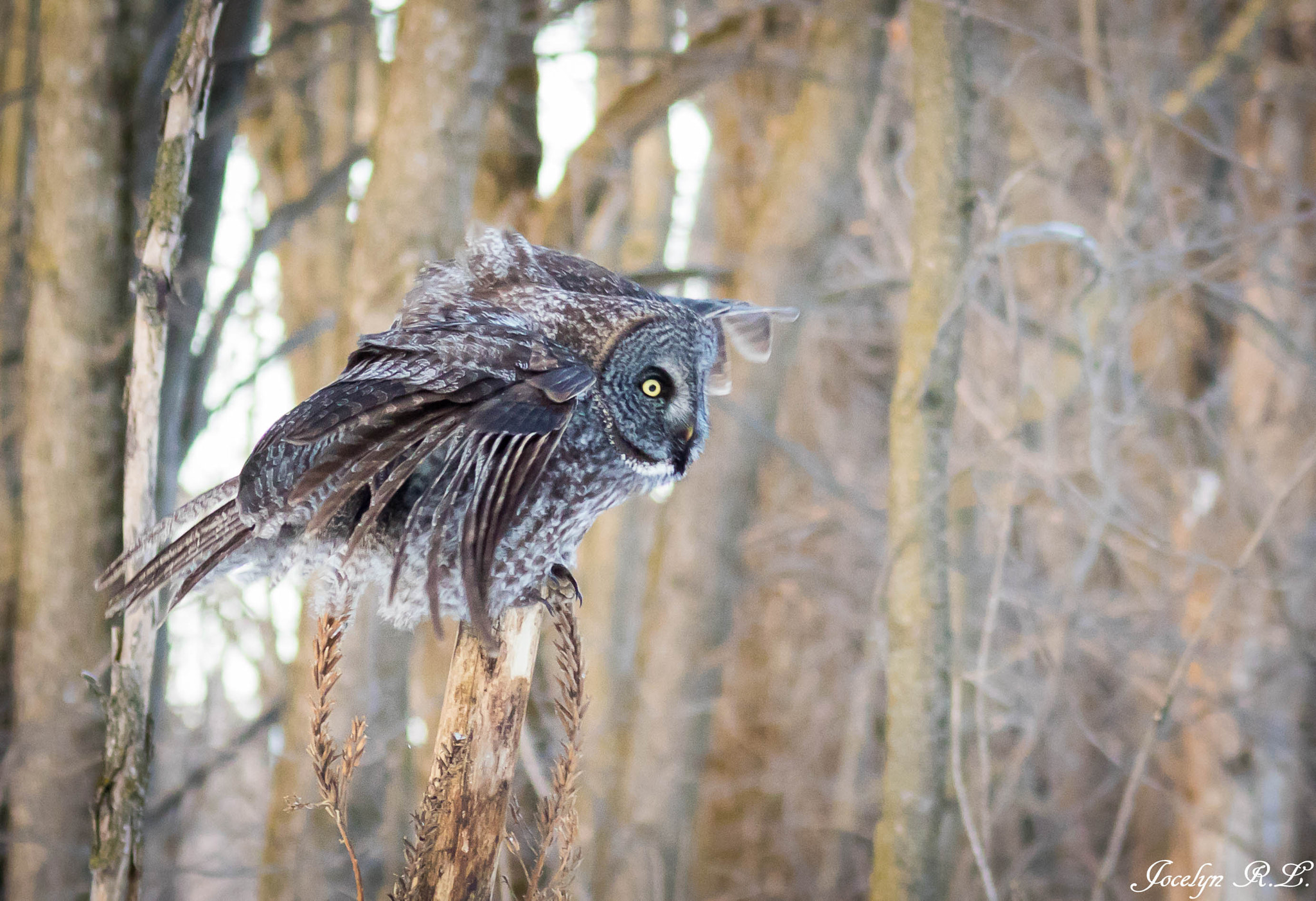 Sigma 150-500mm F5-6.3 DG OS HSM sample photo. Qa photography