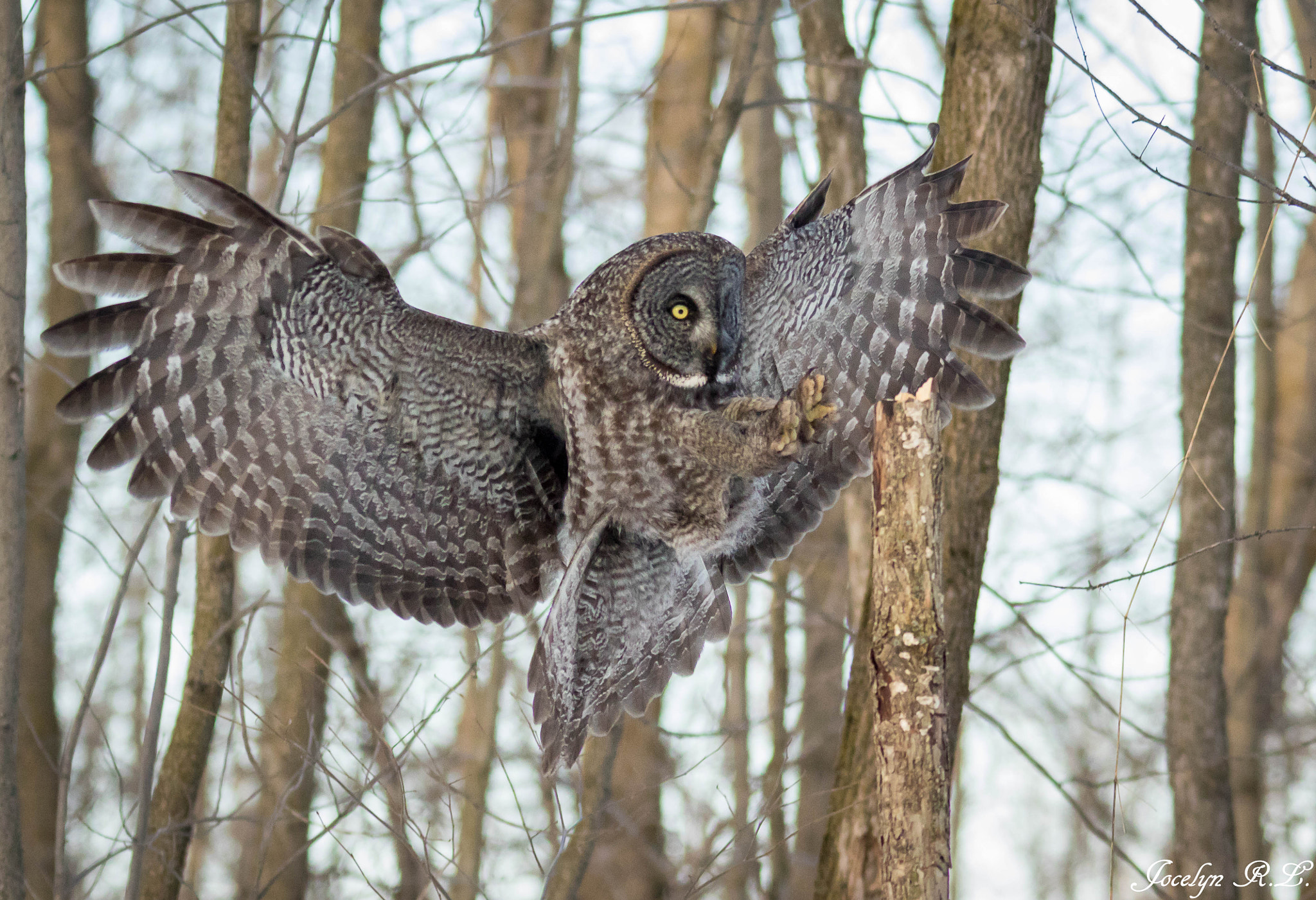 Sigma 150-500mm F5-6.3 DG OS HSM sample photo. Qa photography