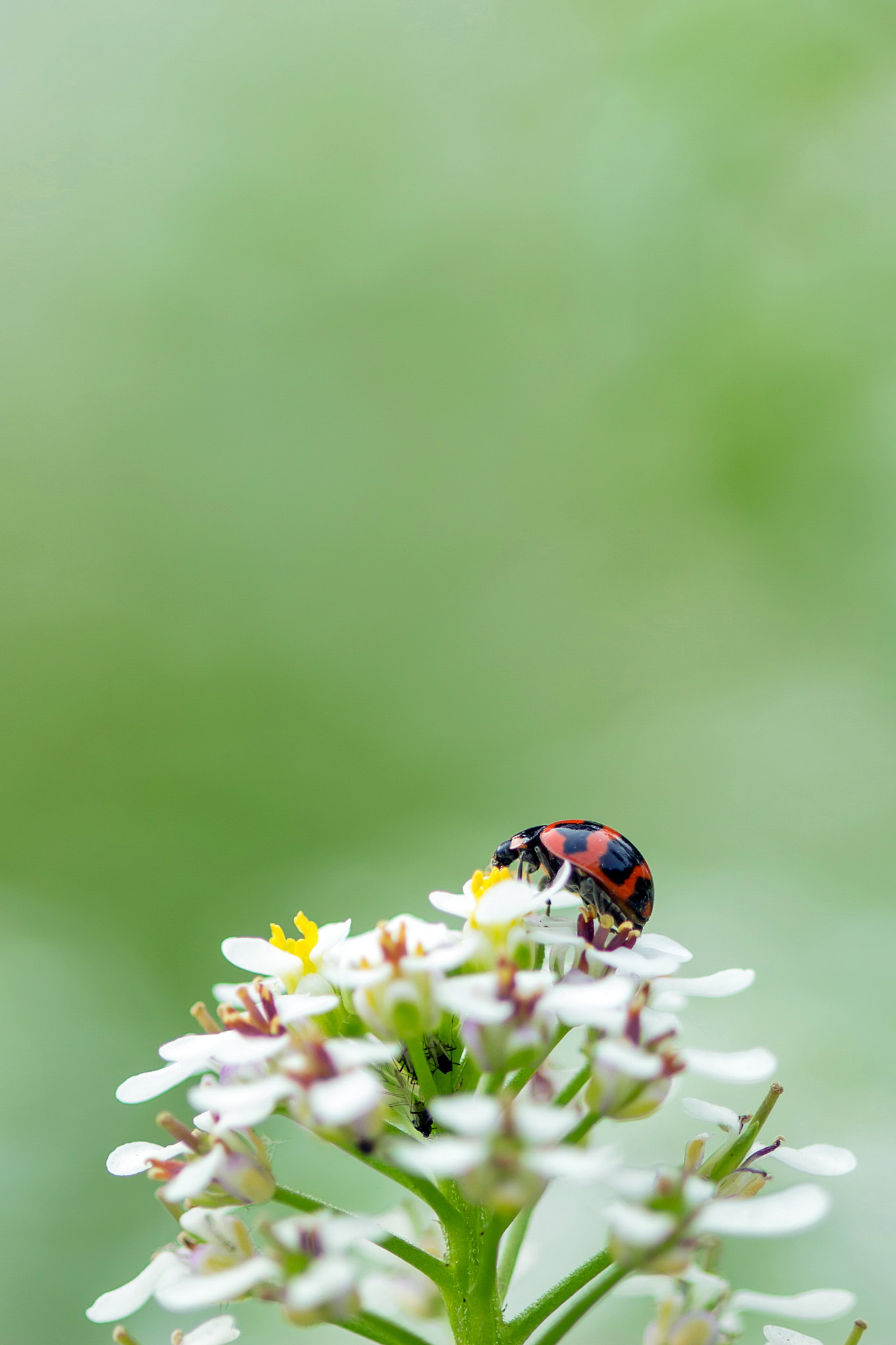 Canon EF 100mm F2.8 Macro USM sample photo. Its my world photography