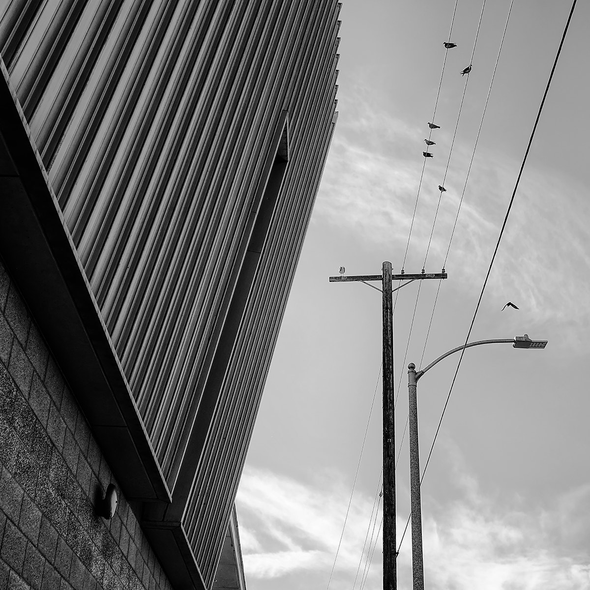 Fujifilm X-T10 + Fujifilm XF 10-24mm F4 R OIS sample photo. Birds on a wire too lr web photography