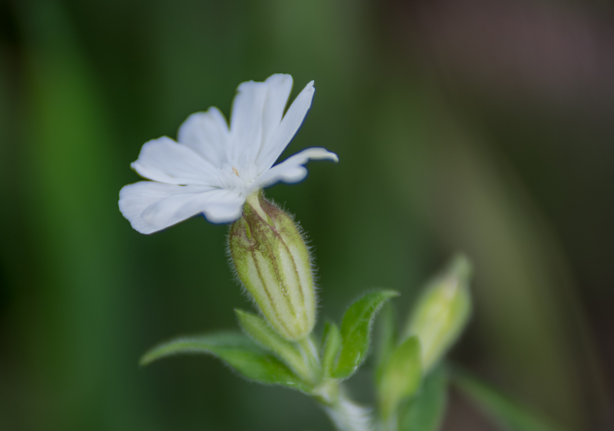 Pentax K-3 sample photo. Galician white photography