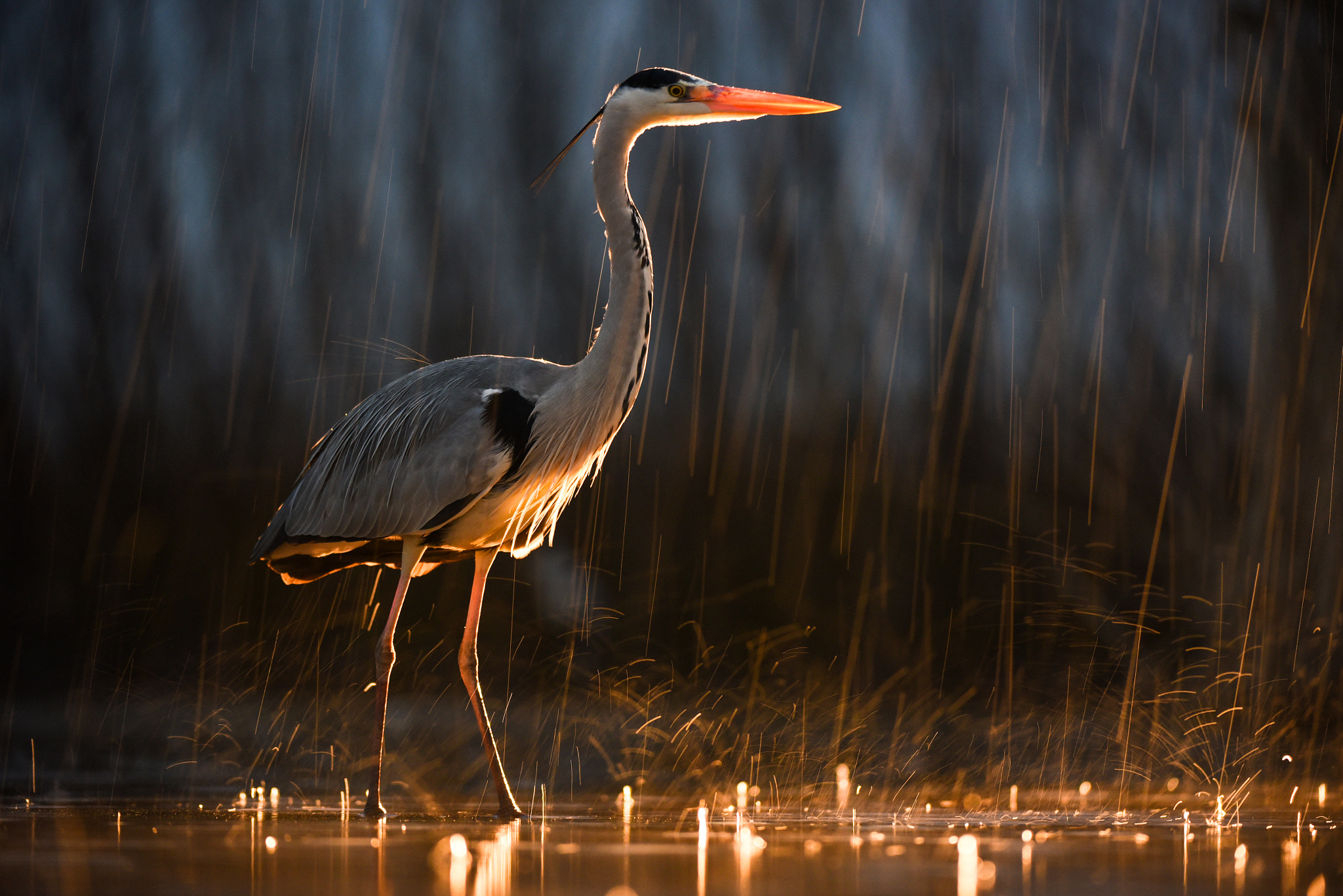 Nikon AF-S Nikkor 200-400mm F4G ED VR II sample photo. Rainy evening photography