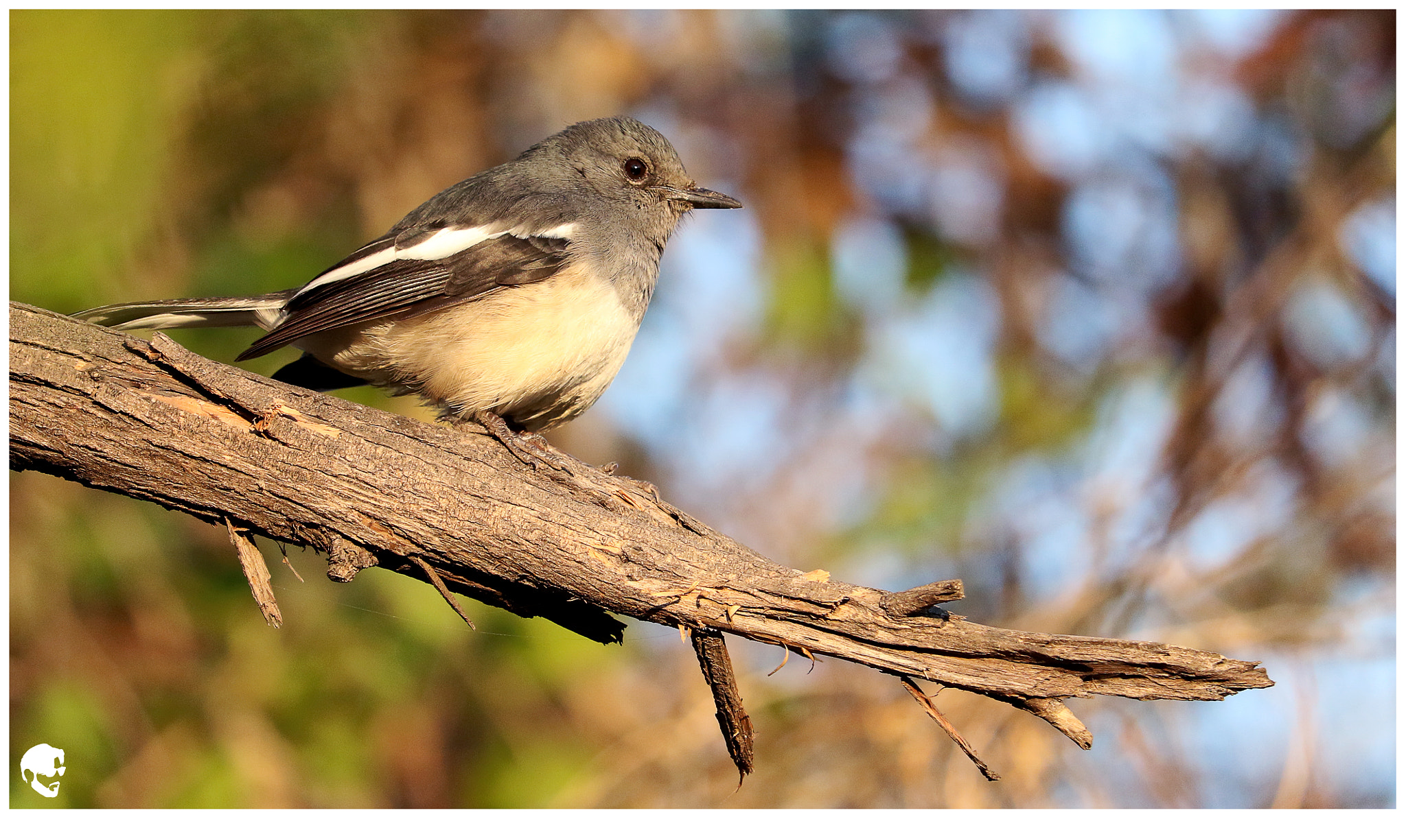 Canon EF-S 55-250mm F4-5.6 IS STM sample photo. Oriental magpie robin photography