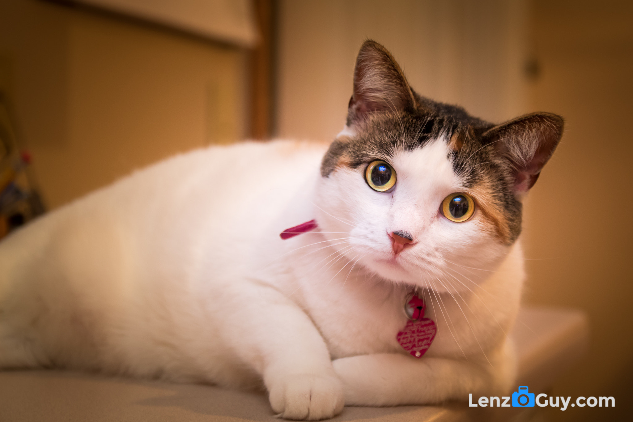 Canon EF-S 17-55mm F2.8 IS USM sample photo. Hey .. am i cute ? photography