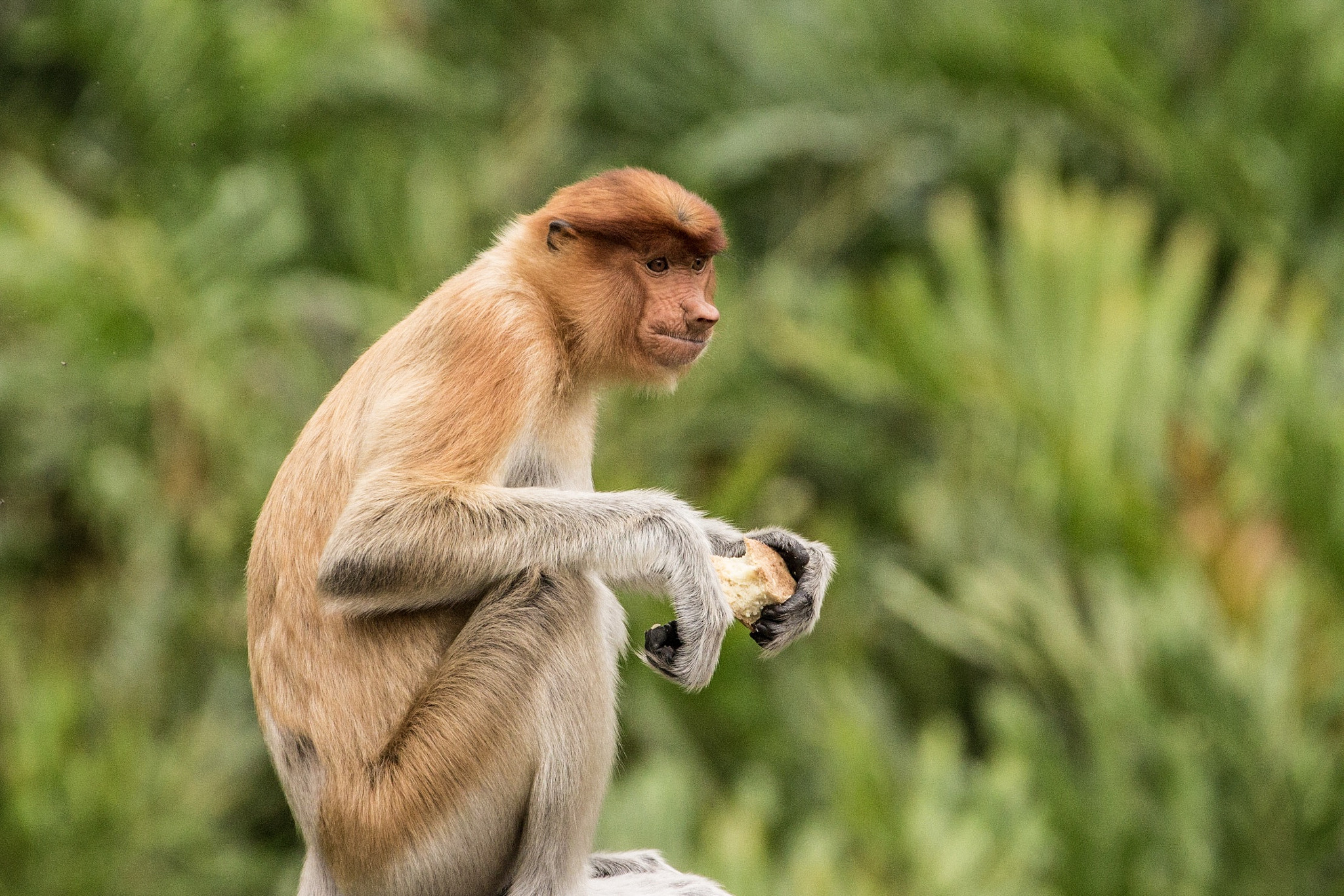 Canon EF 70-300mm F4-5.6L IS USM sample photo. Proboscis monkey chilling in borneo. photography