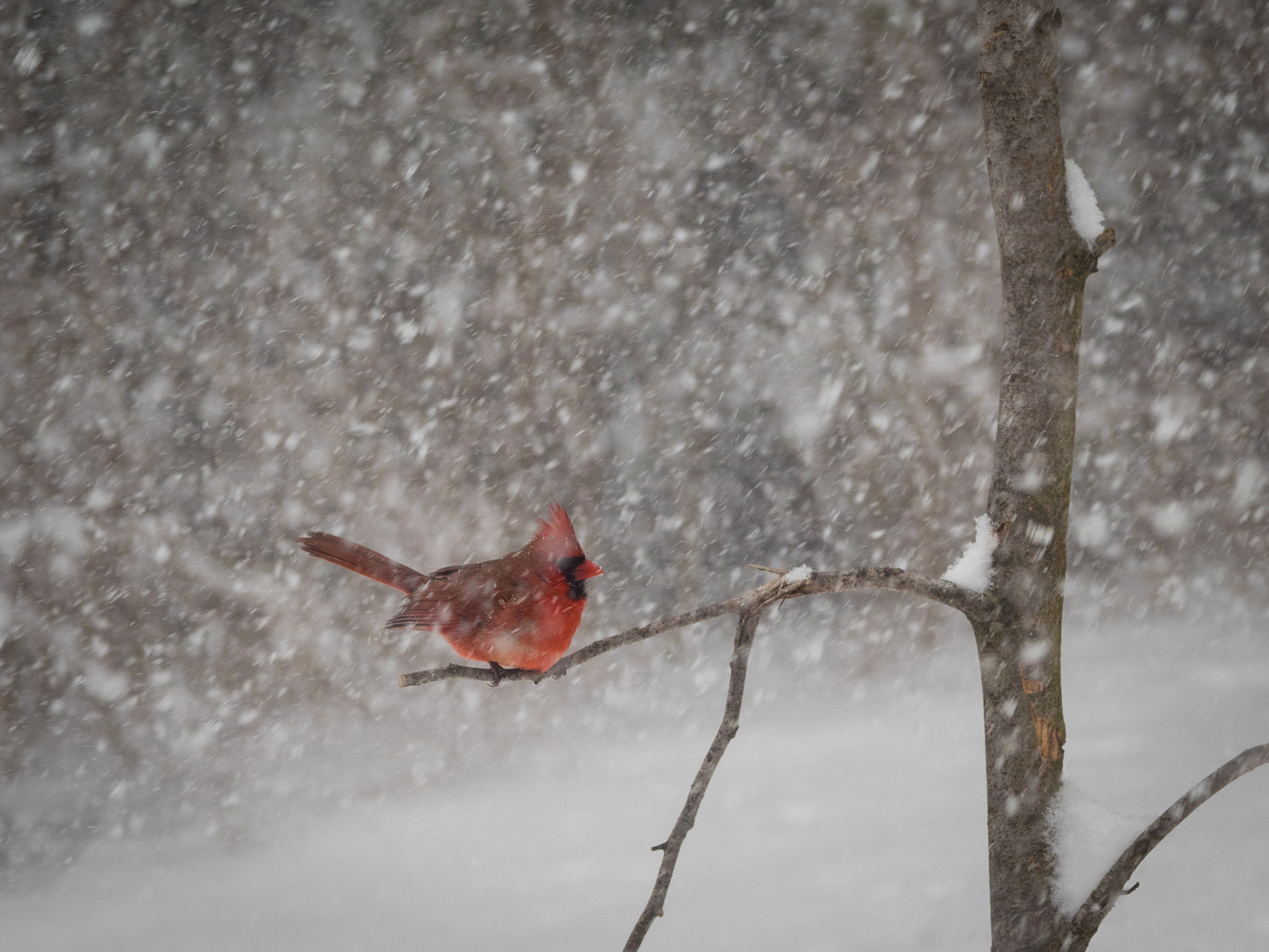 Olympus M.Zuiko Digital ED 75mm F1.8 sample photo. Weathering the storm photography