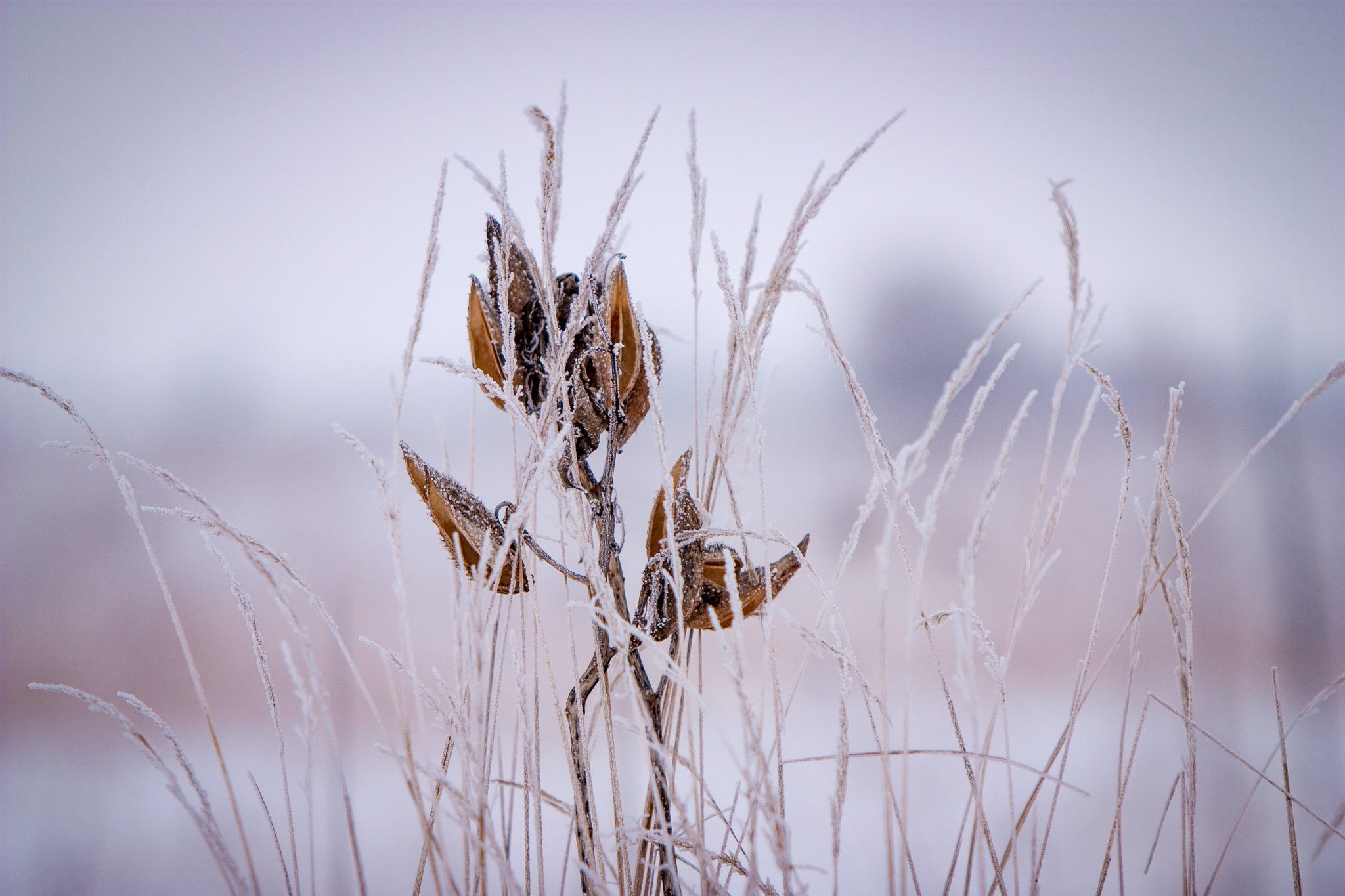 Canon EF 70-200mm F2.8L IS USM sample photo. Frozen alien photography