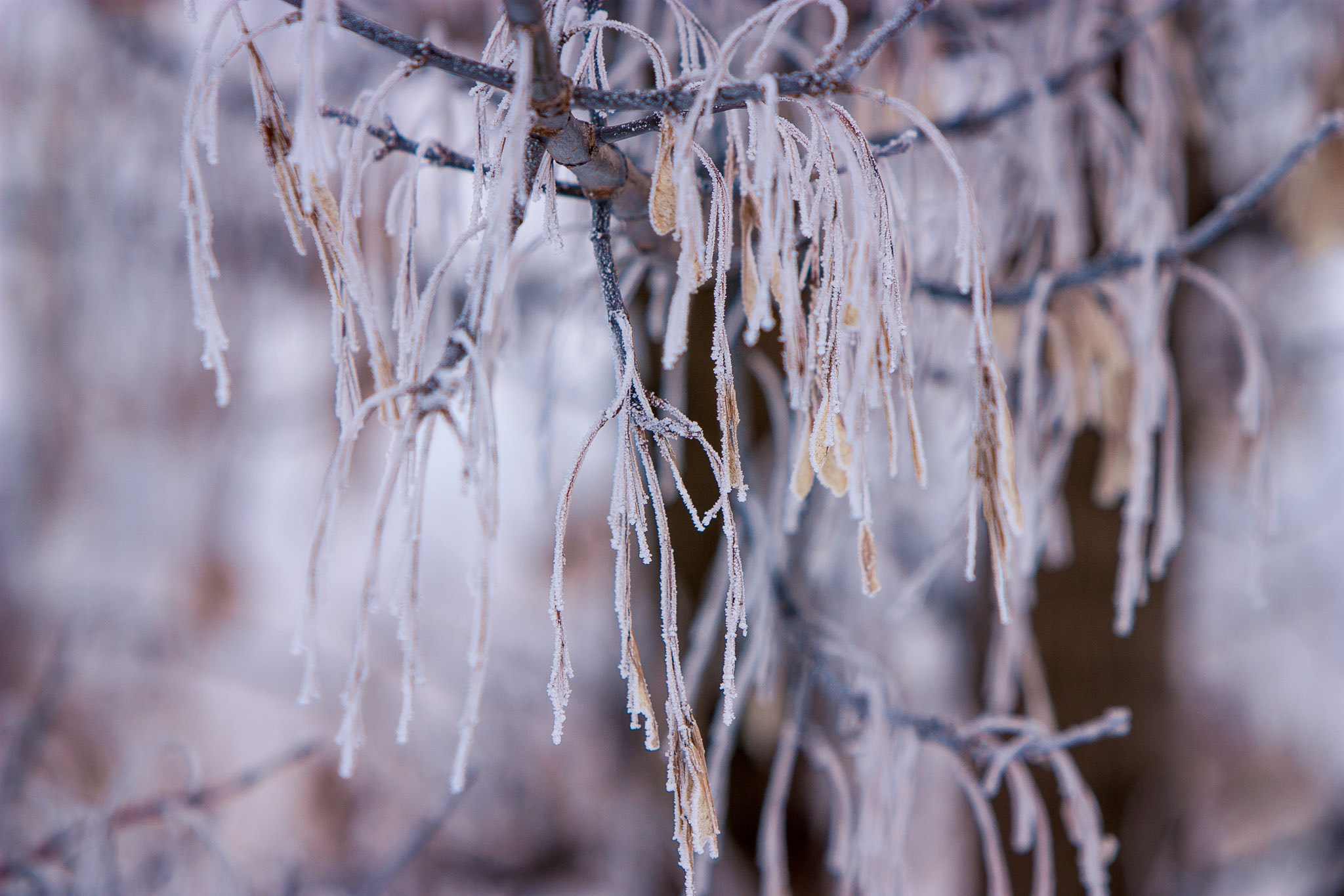 Canon EF 70-200mm F2.8L IS USM sample photo. Tears photography