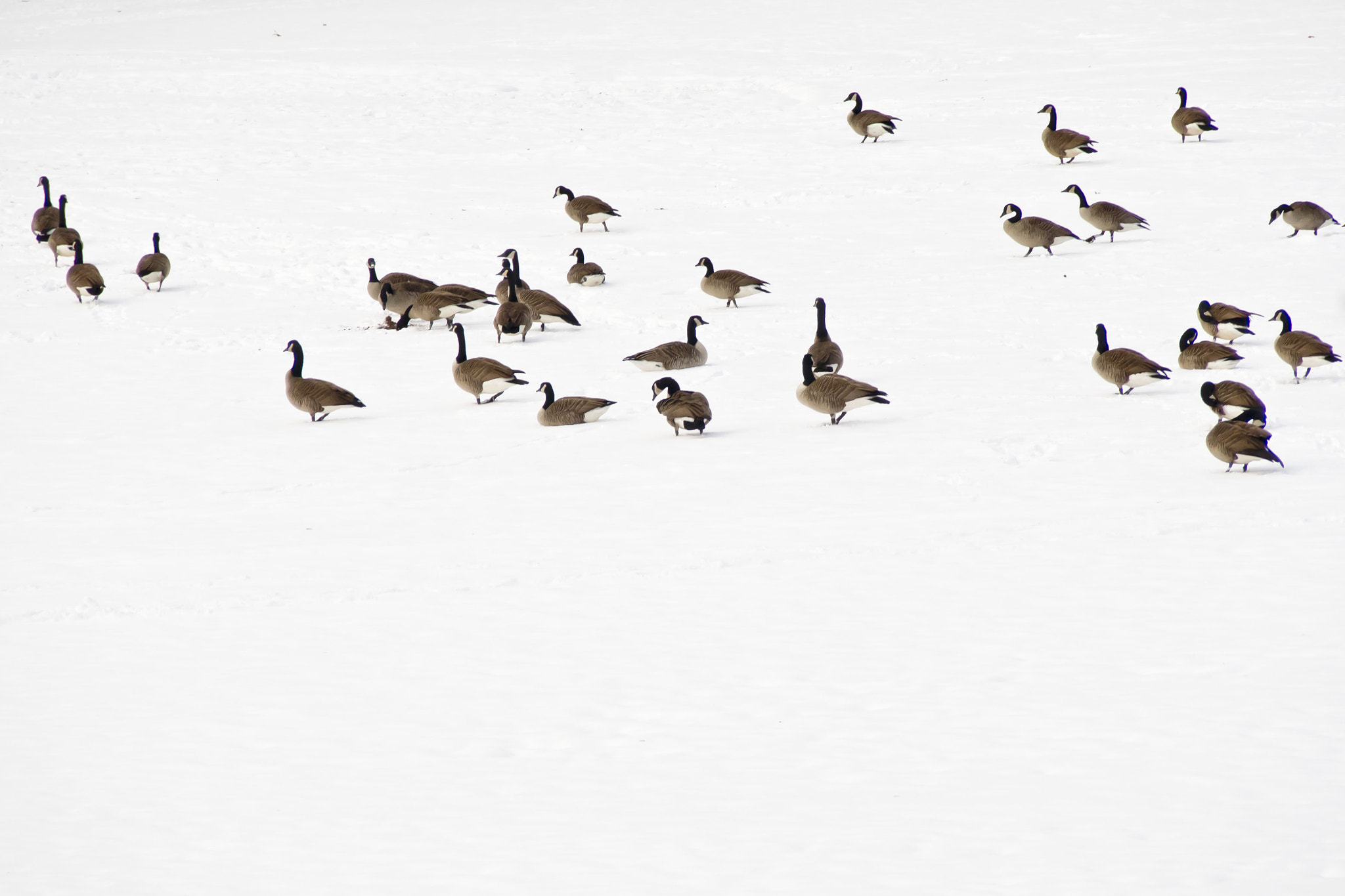 Olympus PEN E-P5 sample photo. Wild geese photography