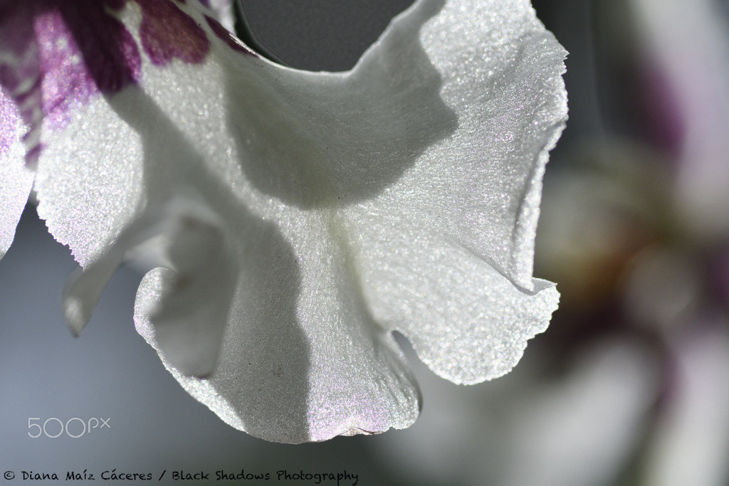 Nikon D500 sample photo. Details of nature photography