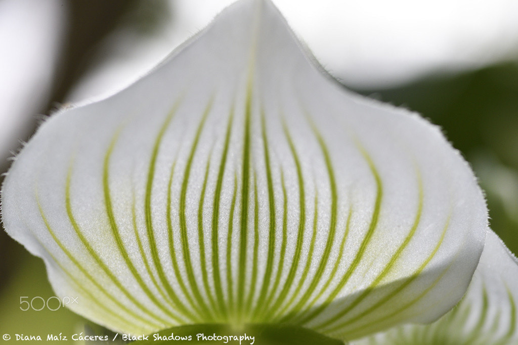 Nikon D500 sample photo. Details of nature photography