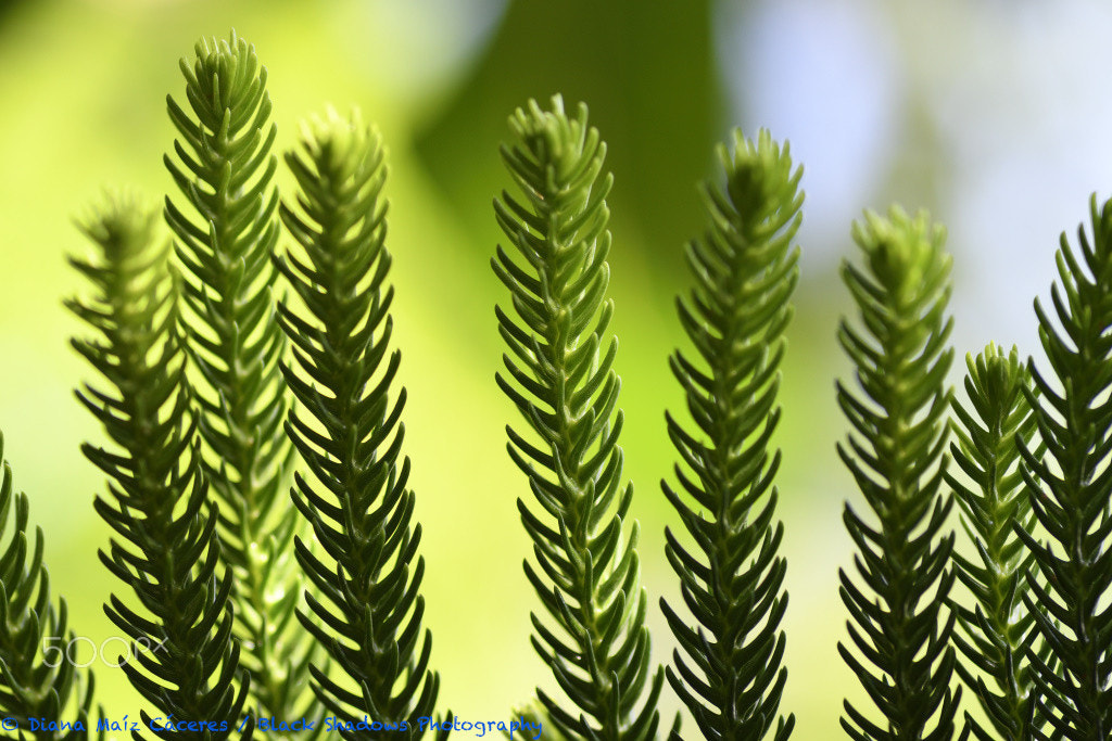 Nikon D500 sample photo. Details of nature photography