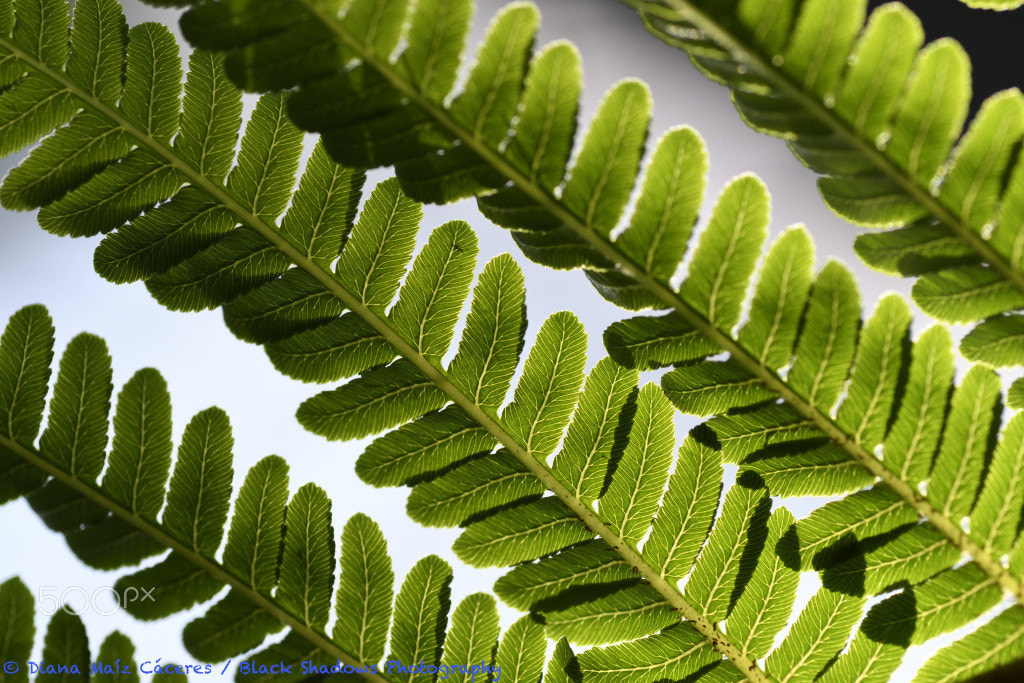 Nikon D500 sample photo. Details of nature photography