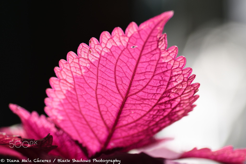 Nikon D500 sample photo. Details of nature photography