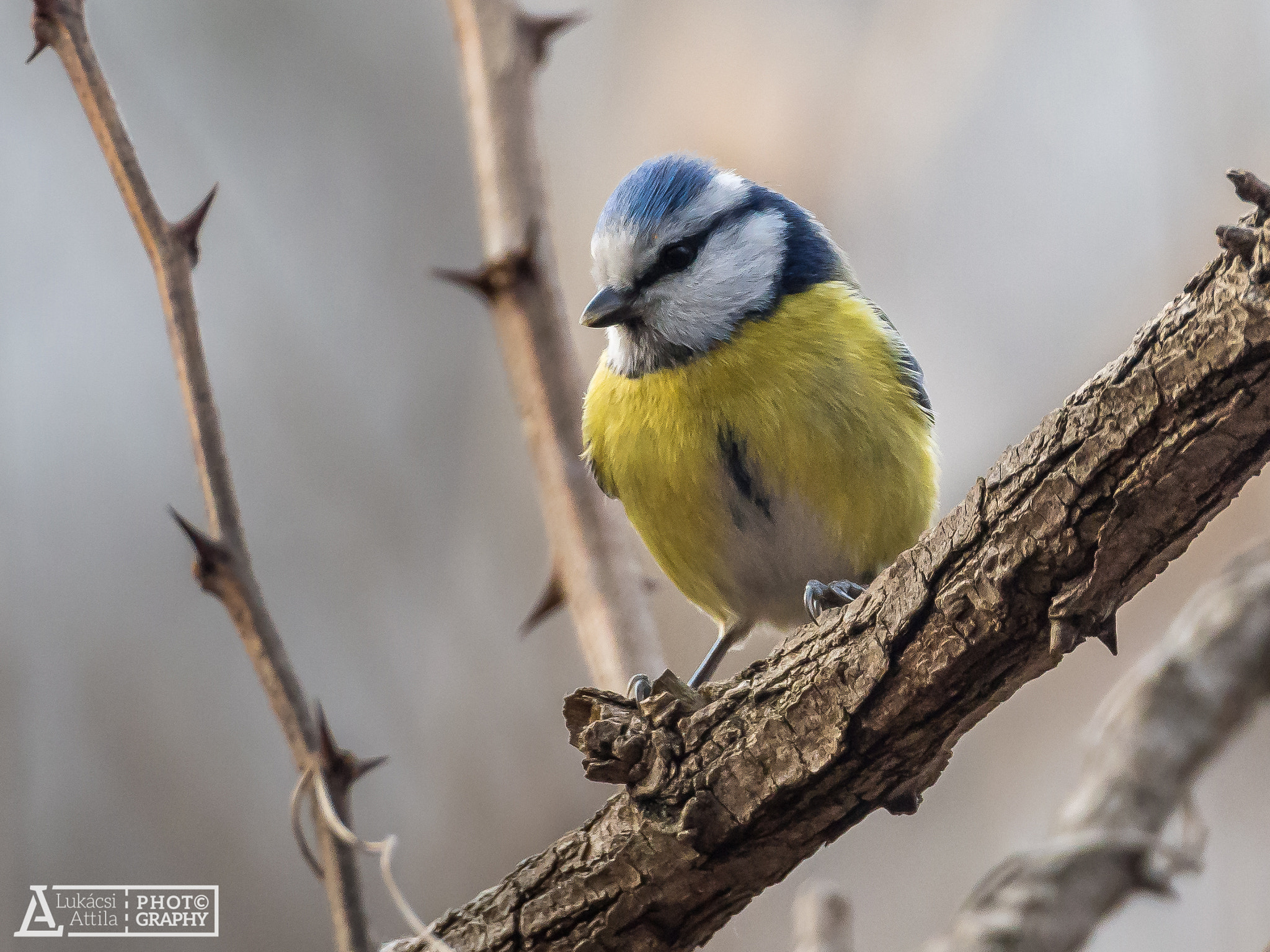 Olympus OM-D E-M10 sample photo. In the forest photography
