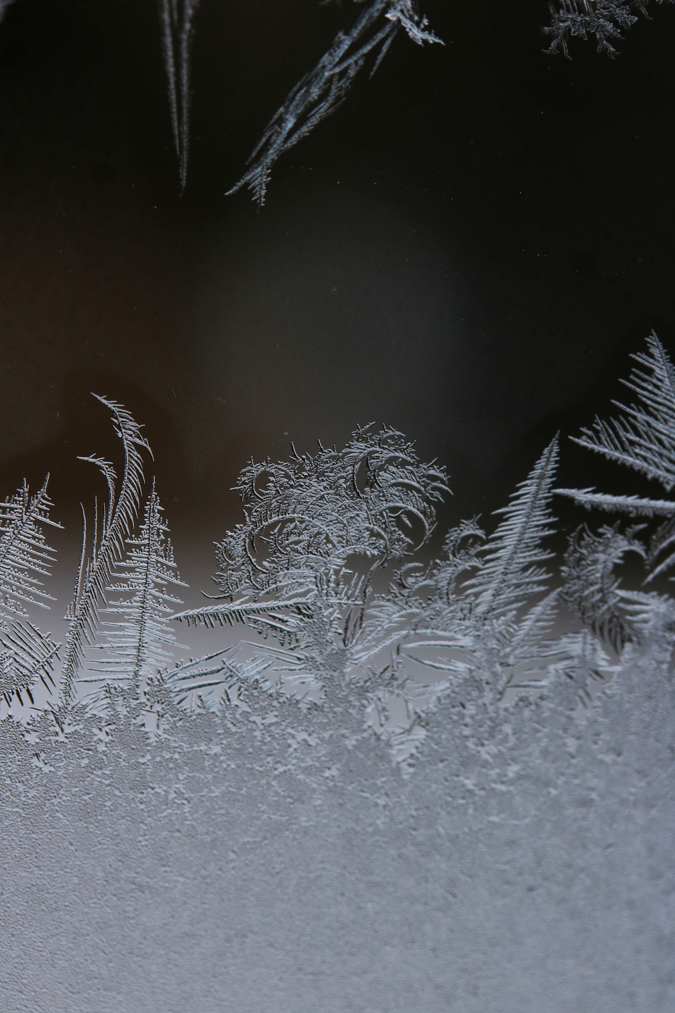 Canon EF-S 60mm F2.8 Macro USM sample photo. Frozen ice forest photography