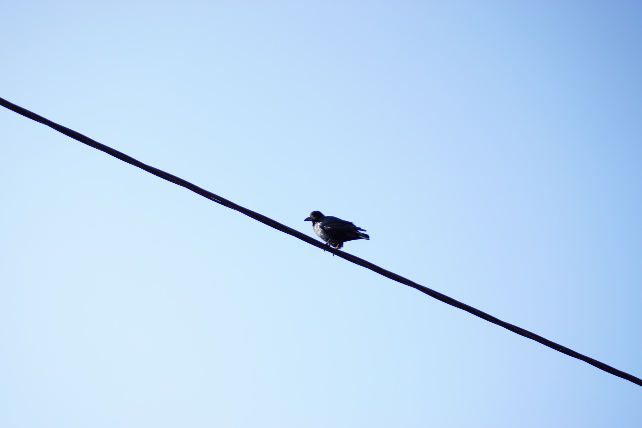 Sony SLT-A65 (SLT-A65V) sample photo. Bird on wire  photography