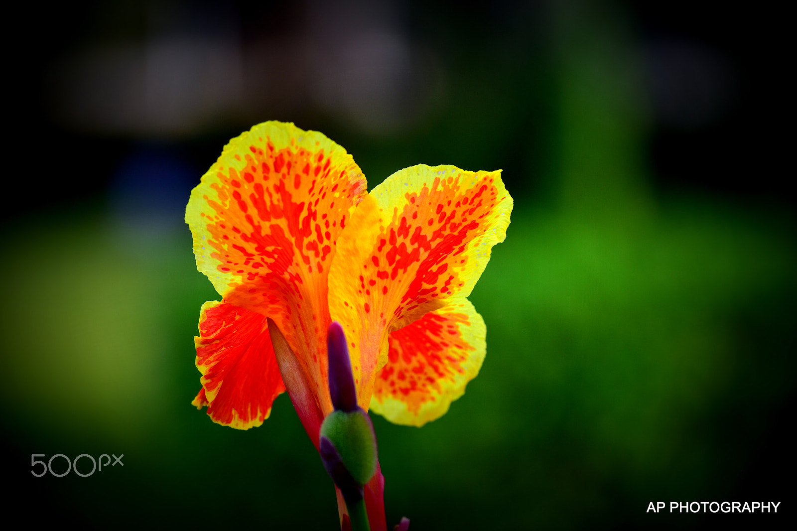 Nikon D5500 sample photo. Inspirational flower photography