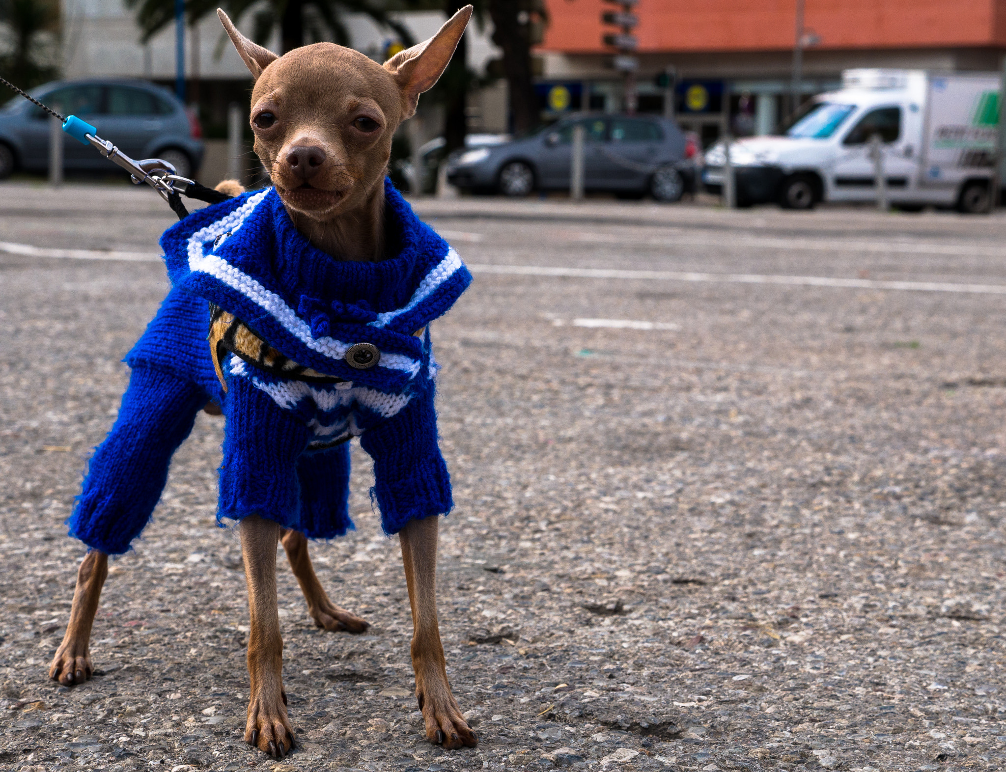 Panasonic Lumix G X Vario 12-35mm F2.8 ASPH Power OIS sample photo. City dog photography