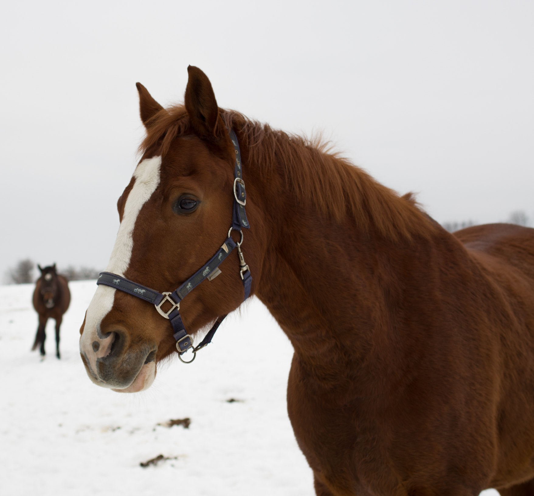 Pentax K-5 sample photo. Brownie photography