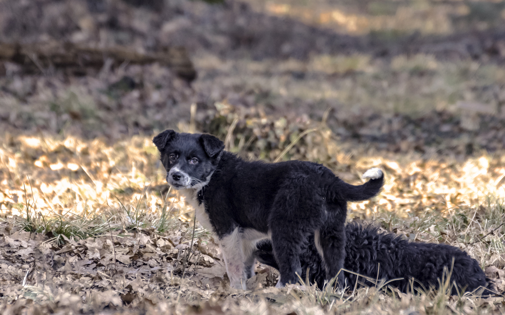 Nikon D7200 + Tamron SP 70-300mm F4-5.6 Di VC USD sample photo. Puppy photography