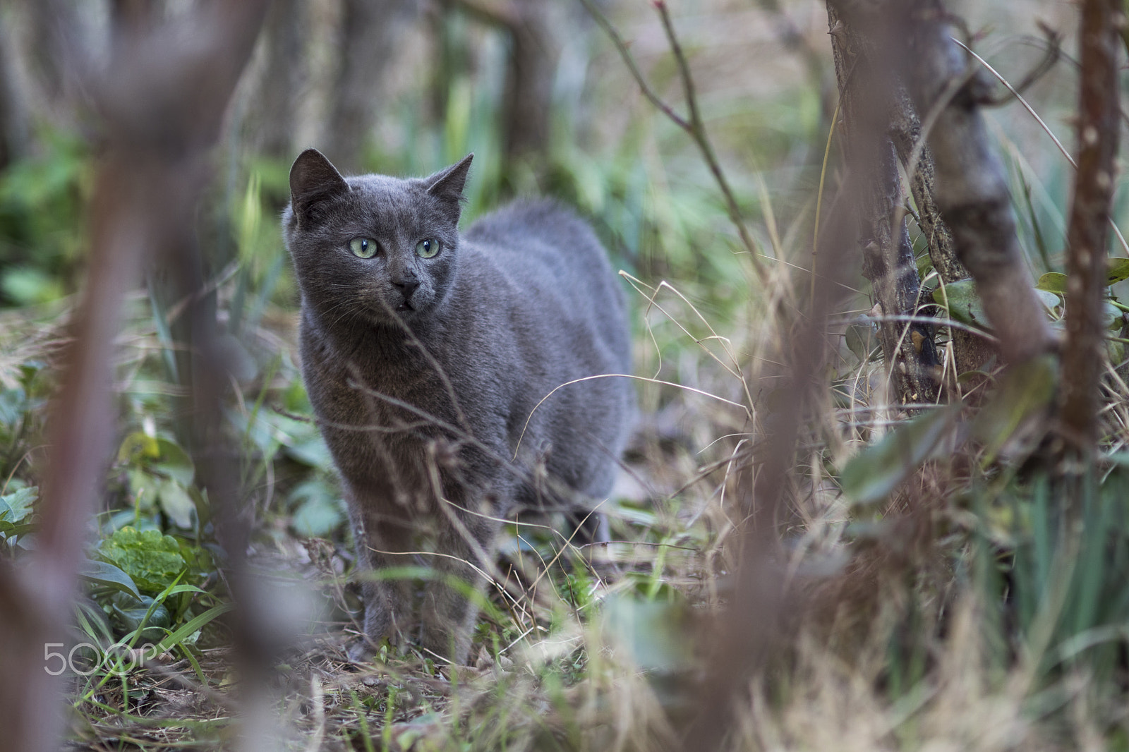 Sony SLT-A68 + Minolta AF 200mm F2.8 HS-APO G sample photo. Sospetti... photography