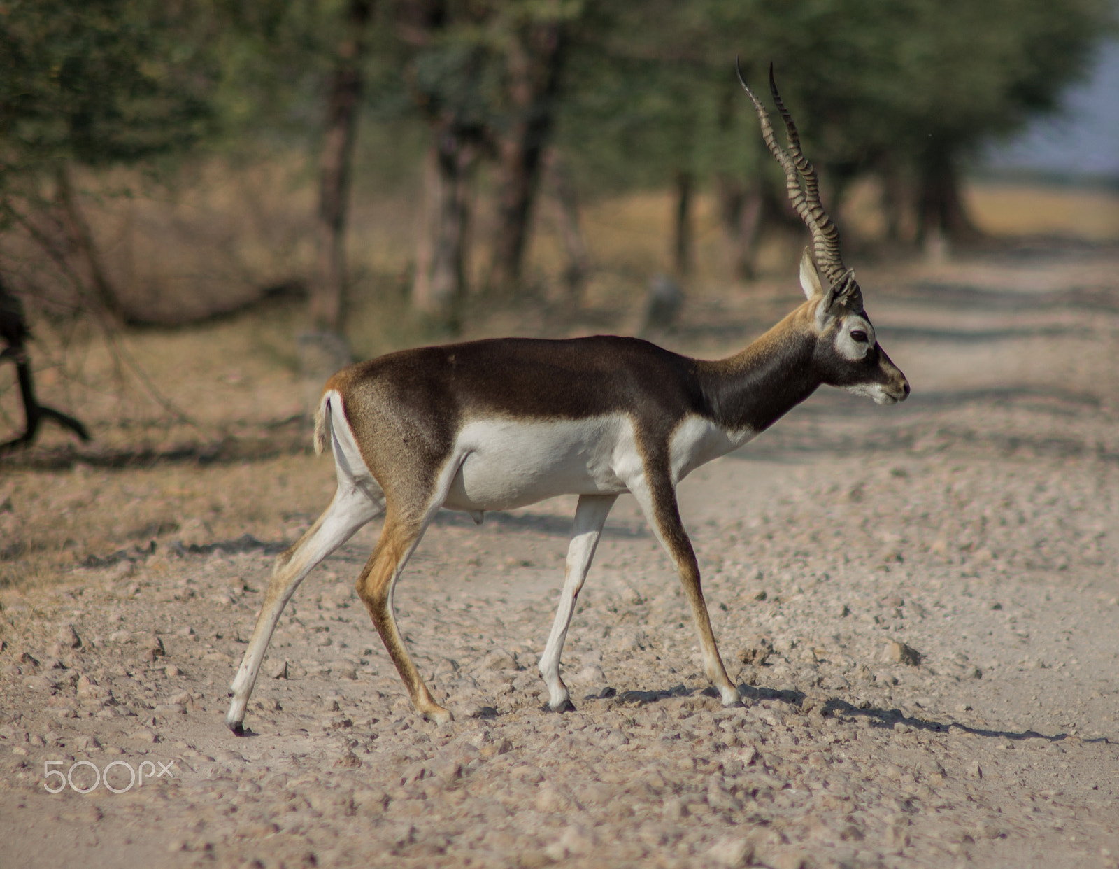 Canon EOS 1100D (EOS Rebel T3 / EOS Kiss X50) sample photo. Blackbuck photography