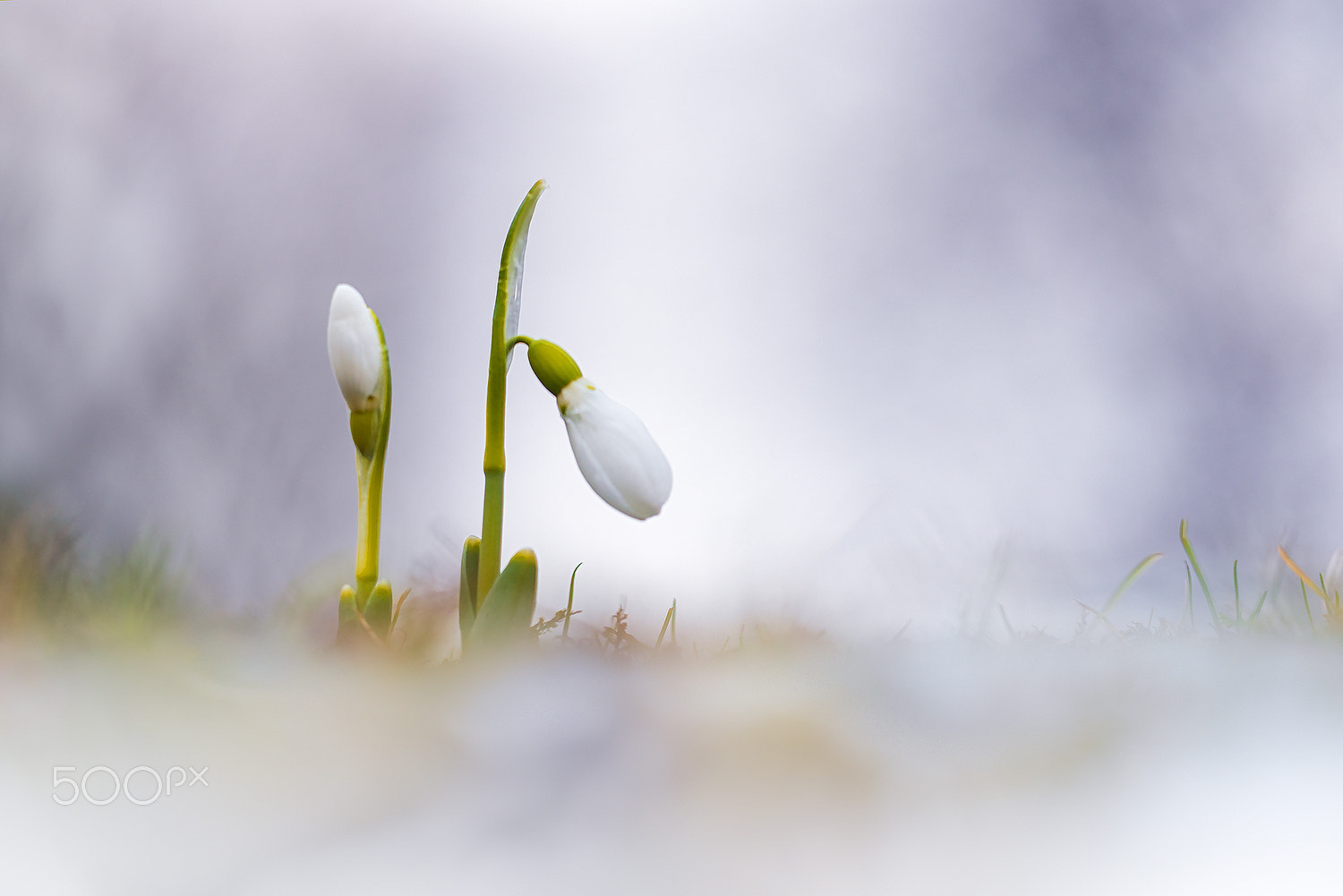 Sigma 150mm F2.8 EX DG Macro HSM sample photo. Snowdrops (galanthus nivalis) photography