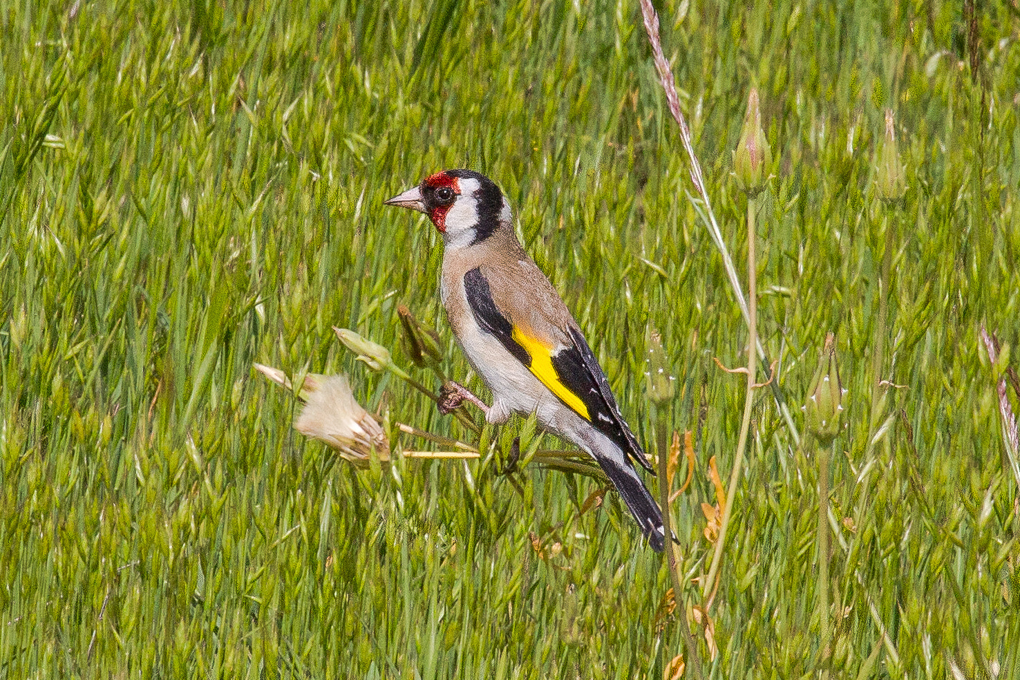 Canon EF 100-400mm F4.5-5.6L IS USM sample photo. Goldfinch photography