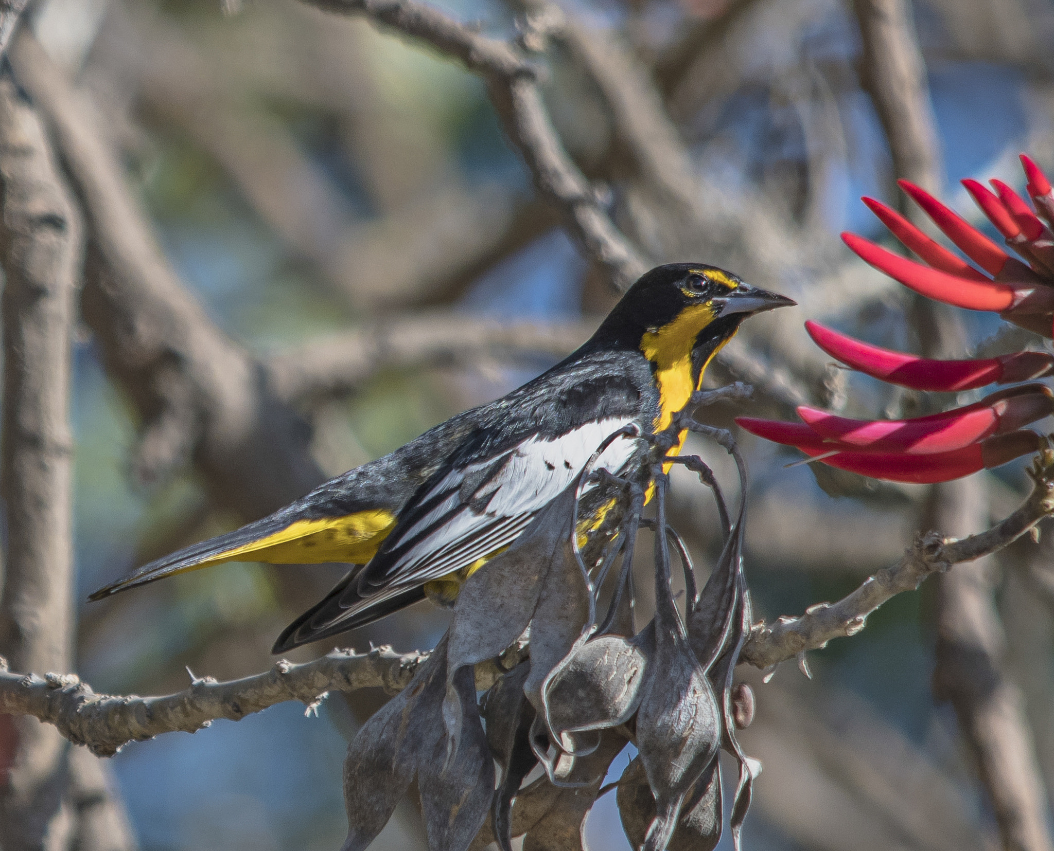 Nikon D500 + Sigma 150-500mm F5-6.3 DG OS HSM sample photo. Calandria o turpial dorsinegro photography