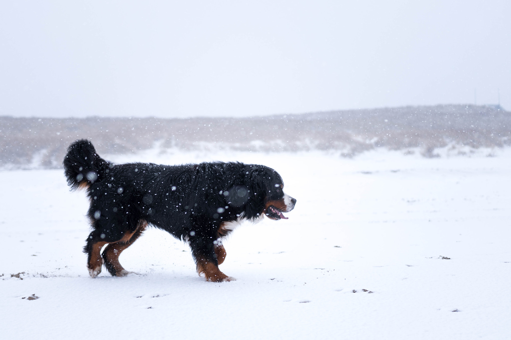Nikon D5500 + Sigma 18-35mm F1.8 DC HSM Art sample photo. Mountain dog photography
