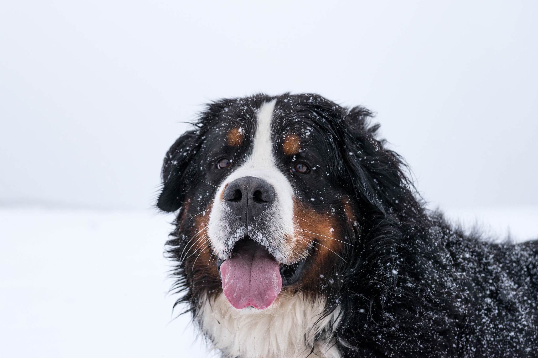 Nikon D5500 + Sigma 18-35mm F1.8 DC HSM Art sample photo. Mountain dog photography