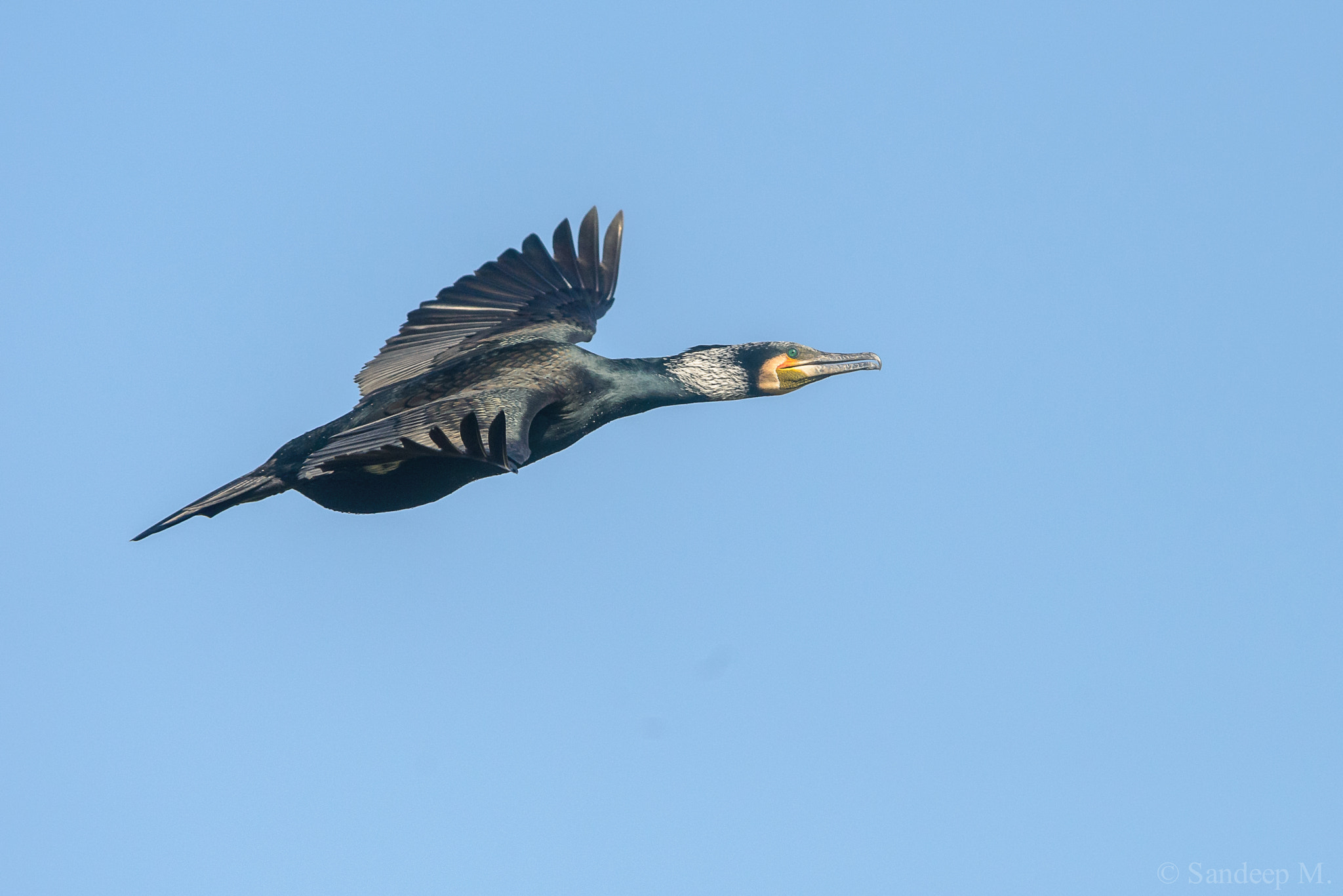 Nikon D600 sample photo. Cormorant flight photography