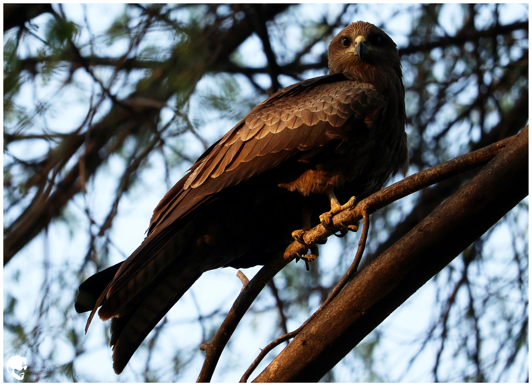 Canon EF-S 55-250mm F4-5.6 IS STM sample photo. Black kite photography
