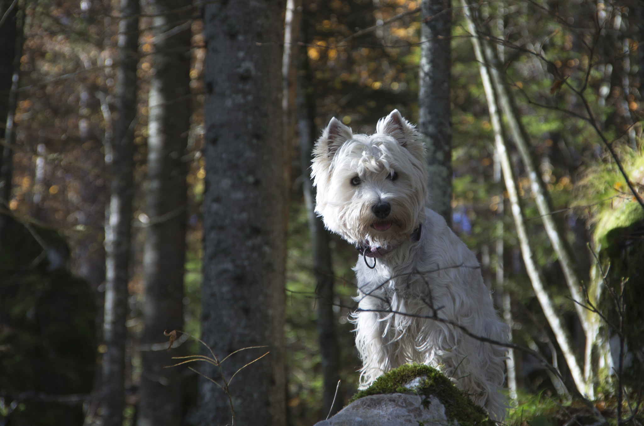 Pentax K-5 sample photo. My beautiful joy photography