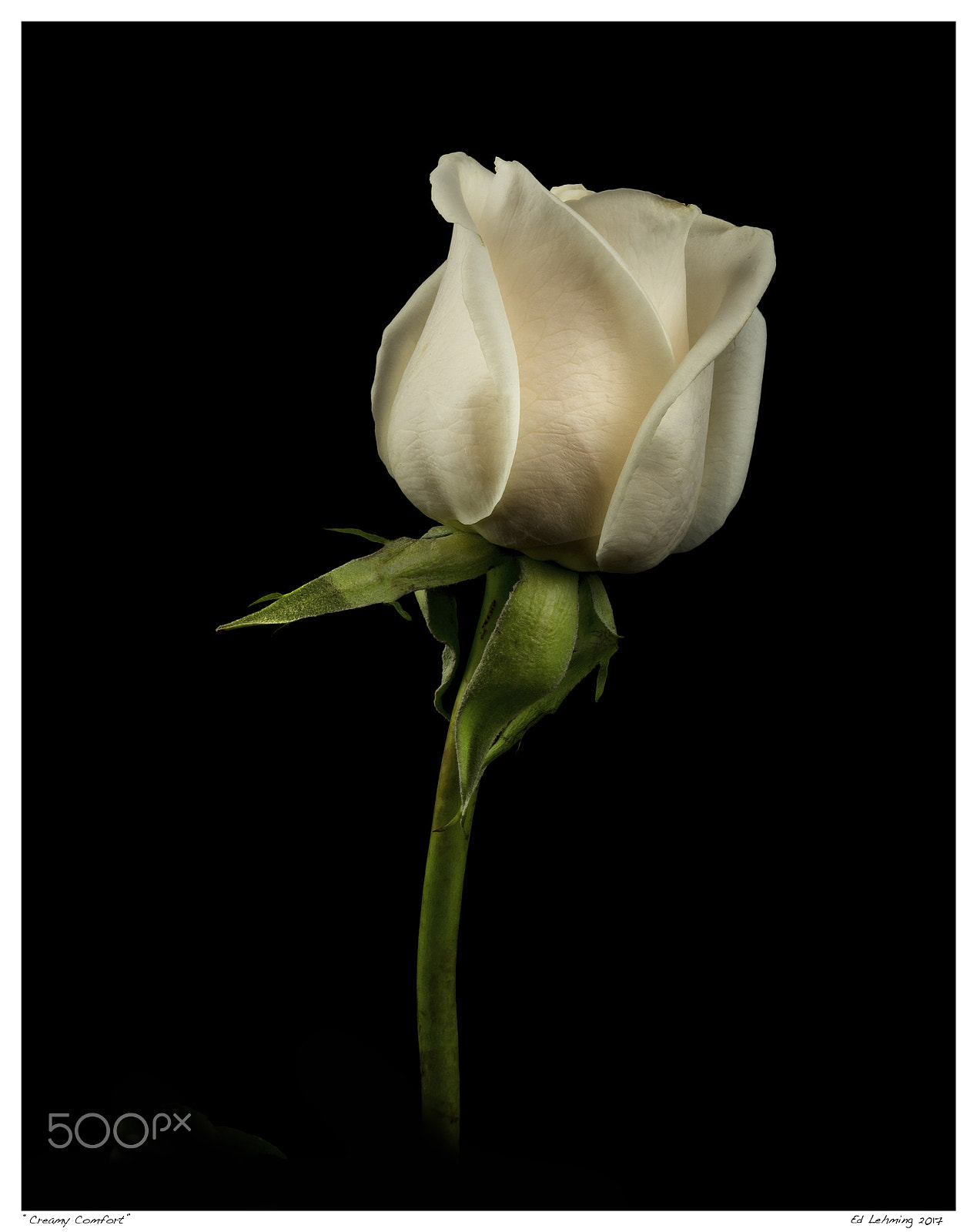 Nikon D800 sample photo. Creamy comfort photography