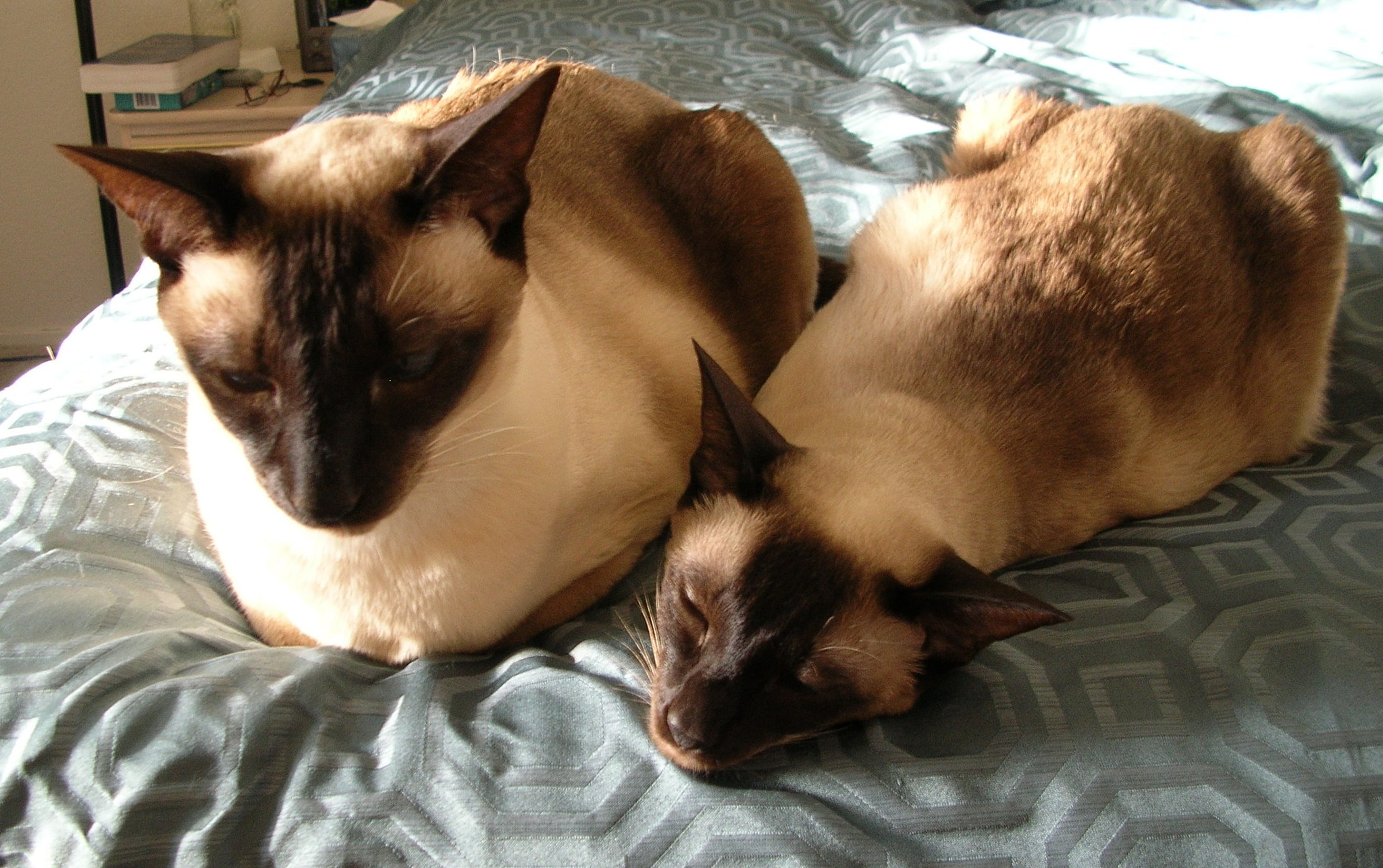 Nikon E4100 sample photo. Siamese at ease photography