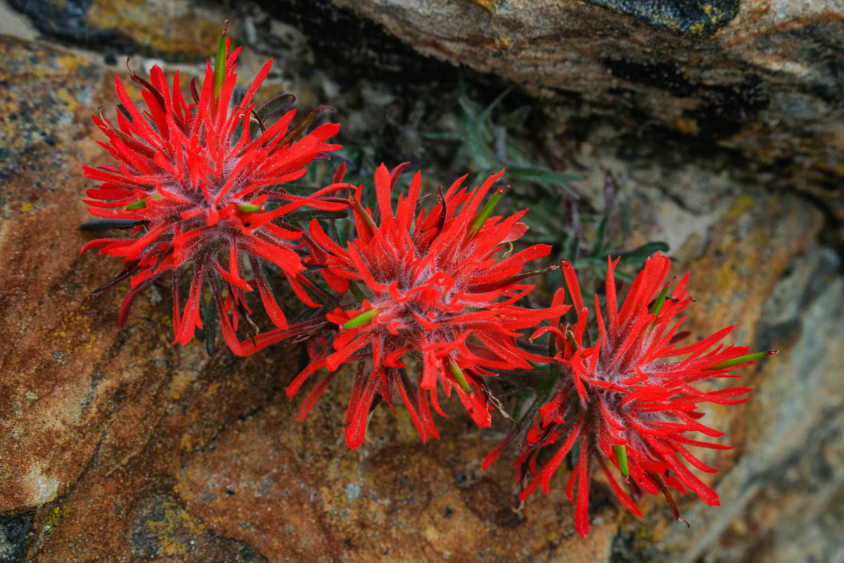 Canon EF 100-400mm F4.5-5.6L IS USM sample photo. Indian paintbrush photography