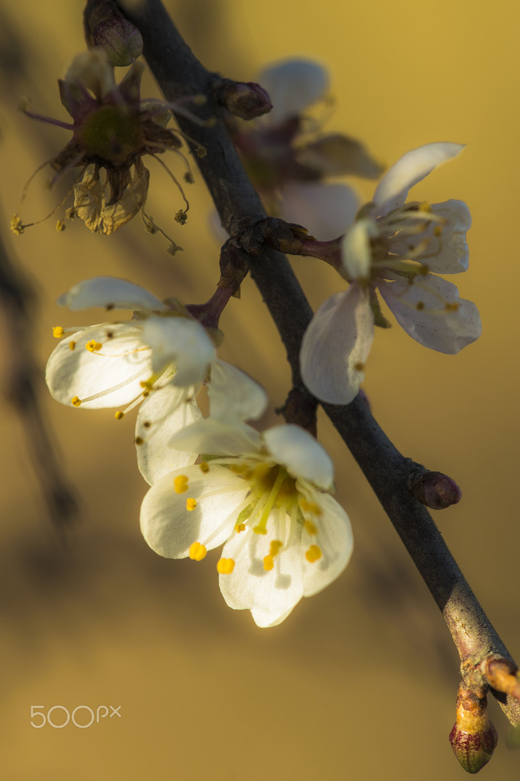 Sigma 150mm F2.8 EX DG Macro HSM sample photo. Sunlight in nature photography
